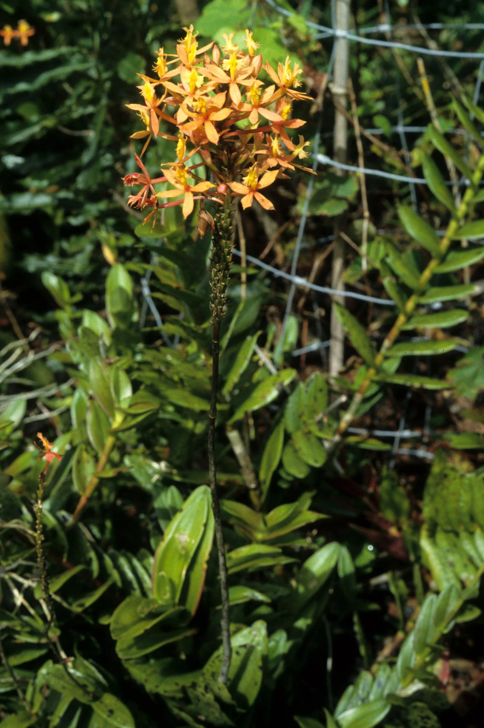 HAWAII - HAWAII - ORCHID - SPECIES (6).jpg