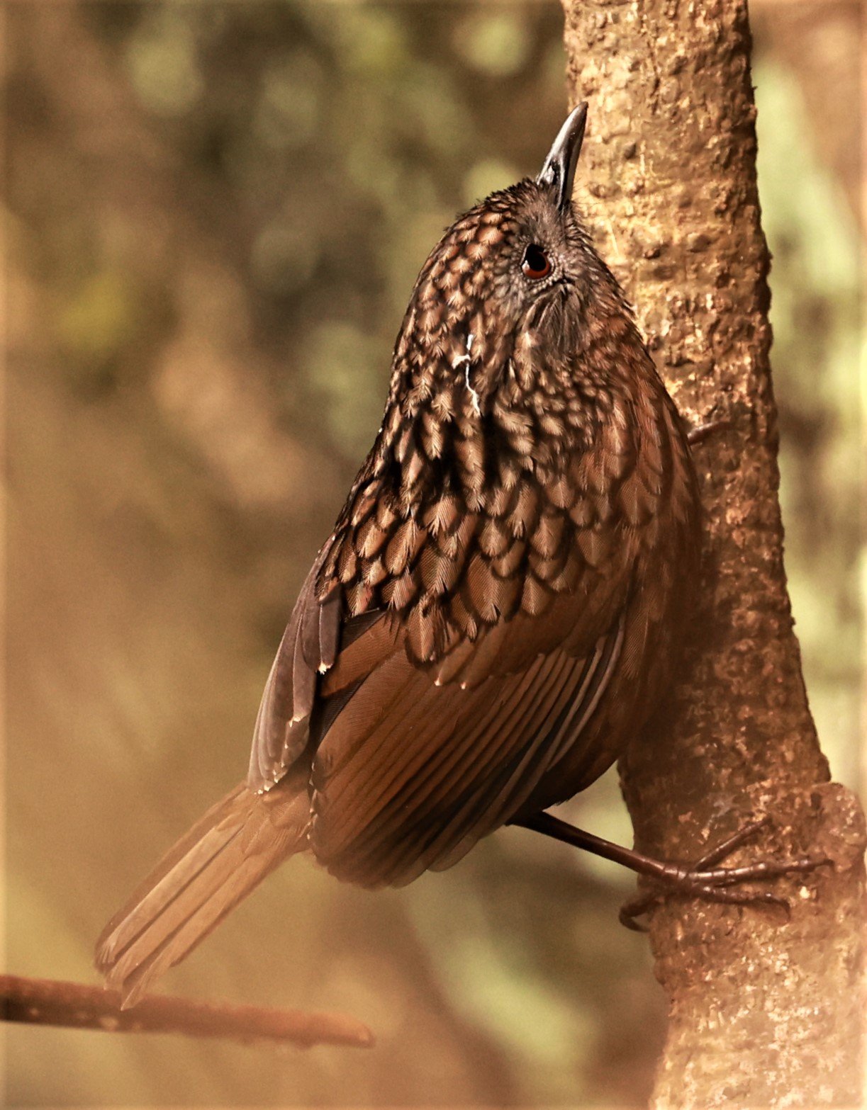 WREN-BABBLER - RUFOUS LIMESTONE WREN-BABBLER - Gypsophila calcicola - DOI ANG KHANG CHIANG MAI DEC 2022 (10).jpg