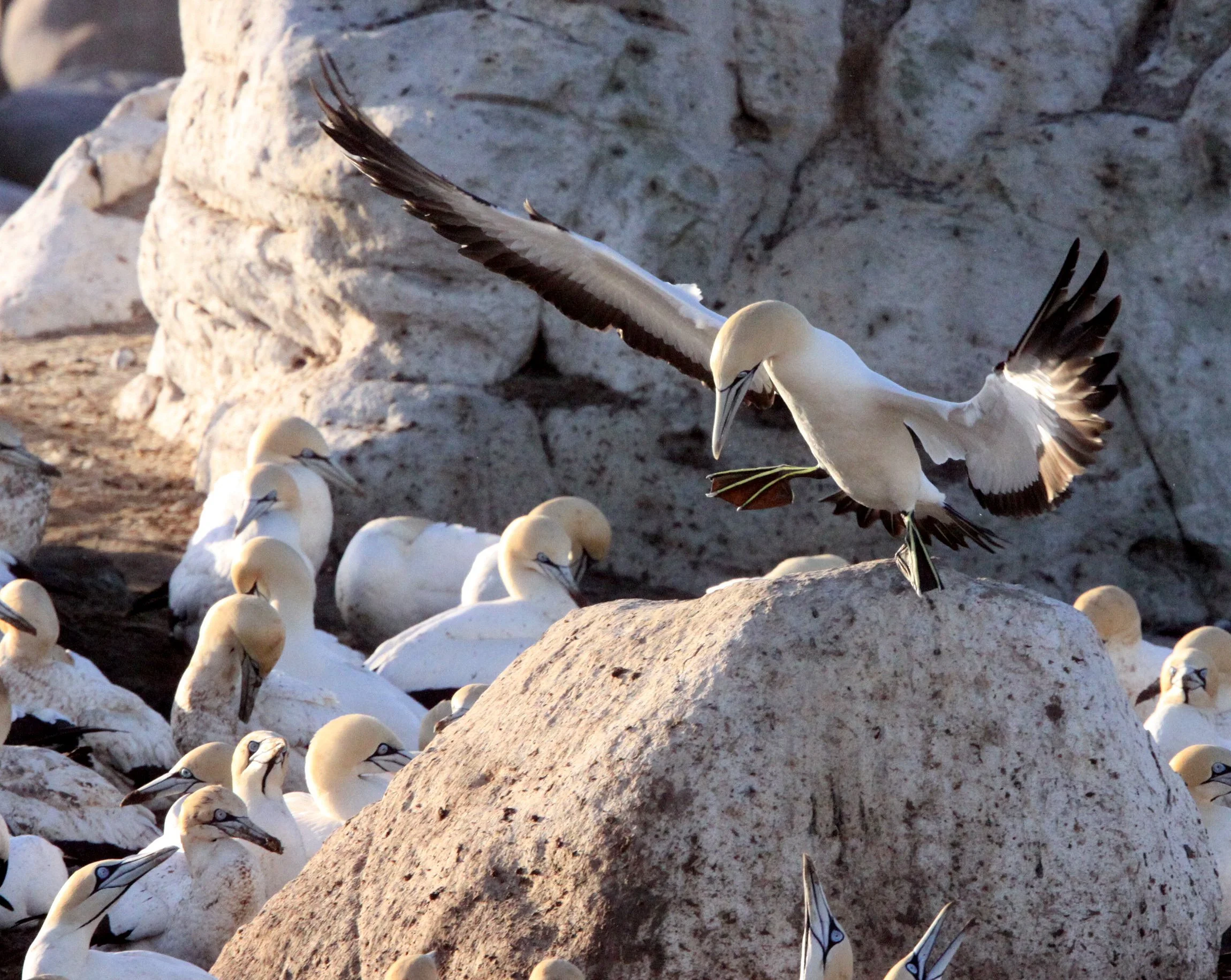 Cape gannet (Morus capensis) Lambert's Bay South Africa (35).JPG