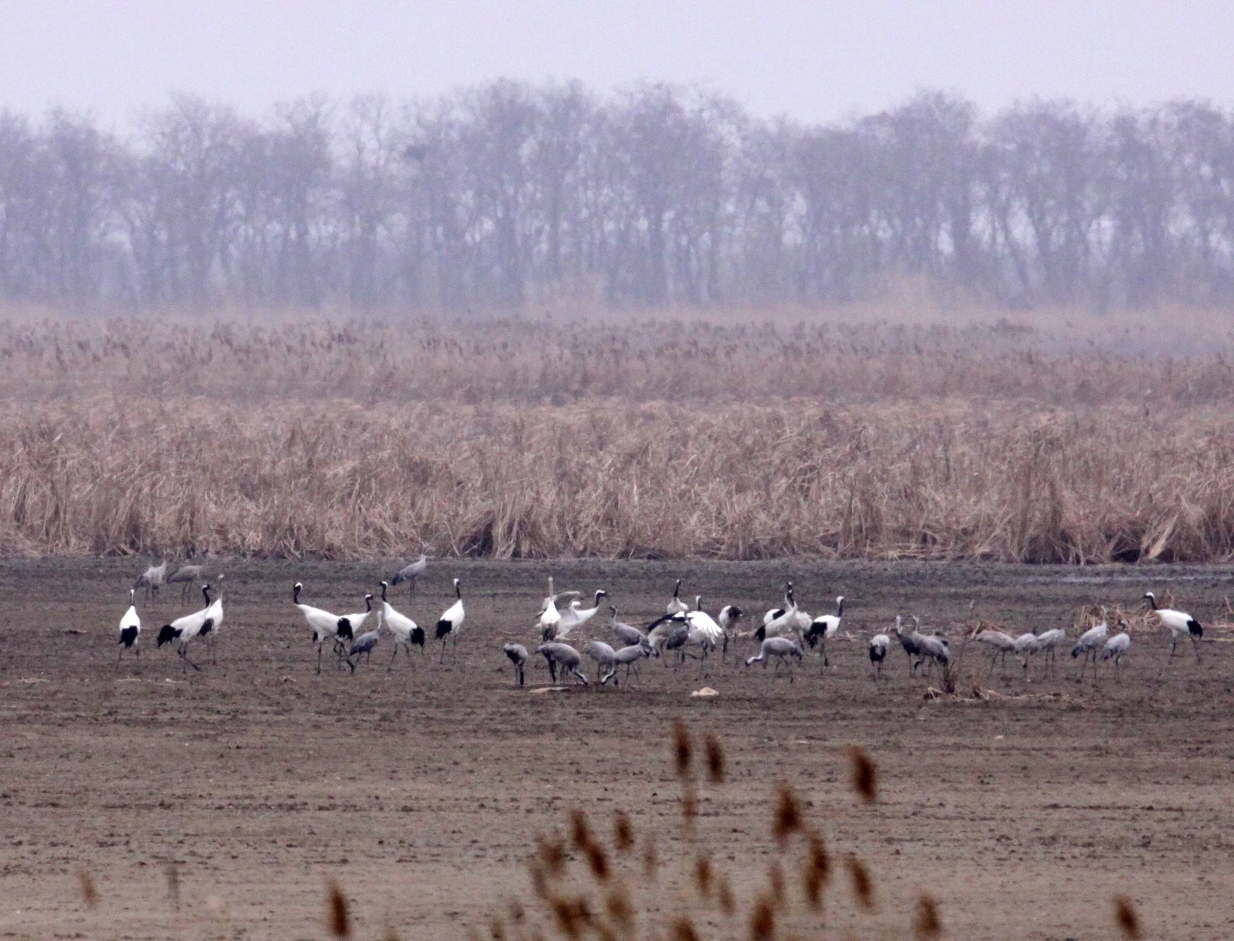 BIRD - CRANE - RED-CROWNED CRANE WITH COMMON CRANES- YANCHENG CHINA (2).JPG