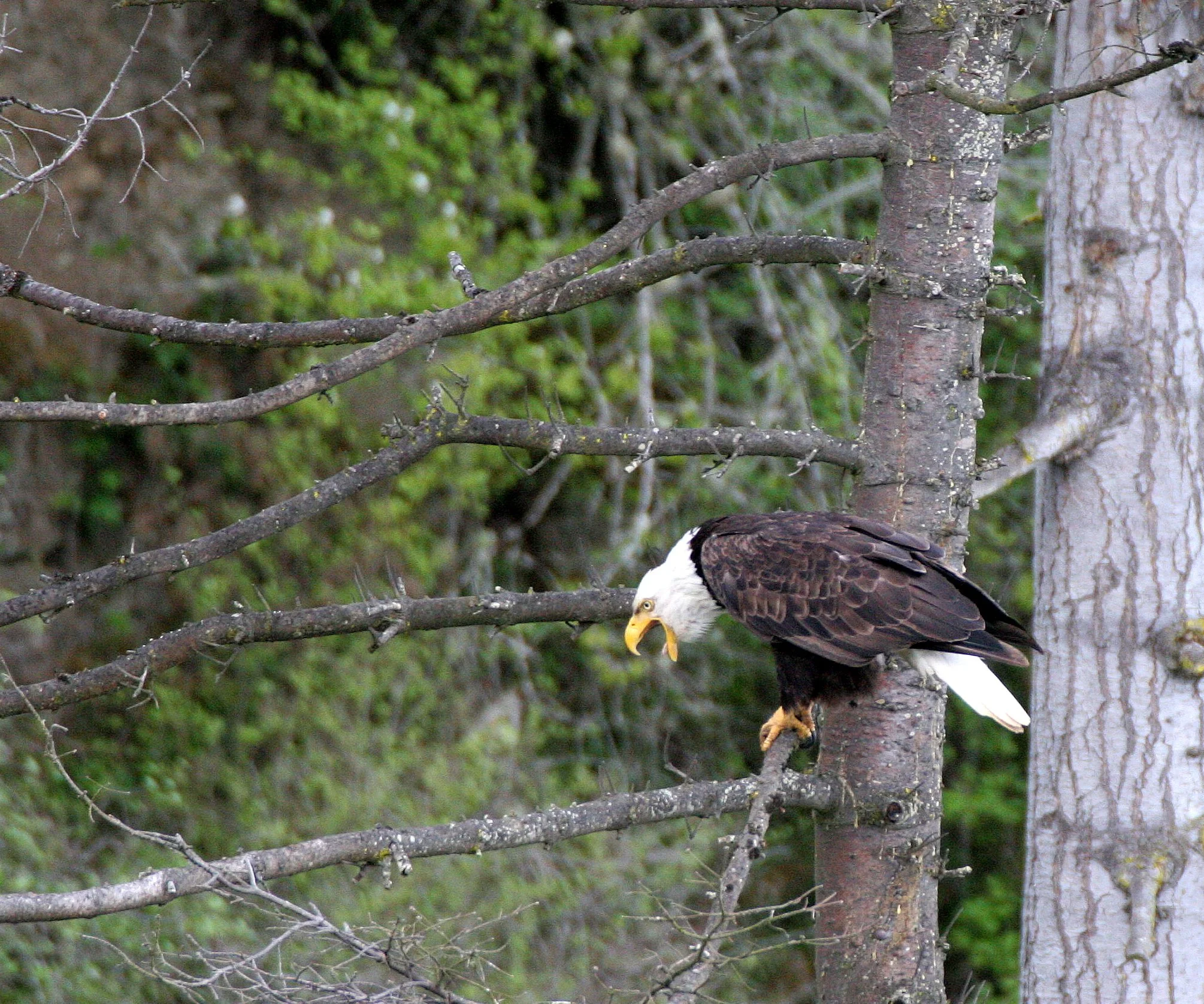 Haliaeetus leucocephalus - AMERICAN BALD EAGLE - LAKE FARM BLUFFS WASHINGTON (303).JPG