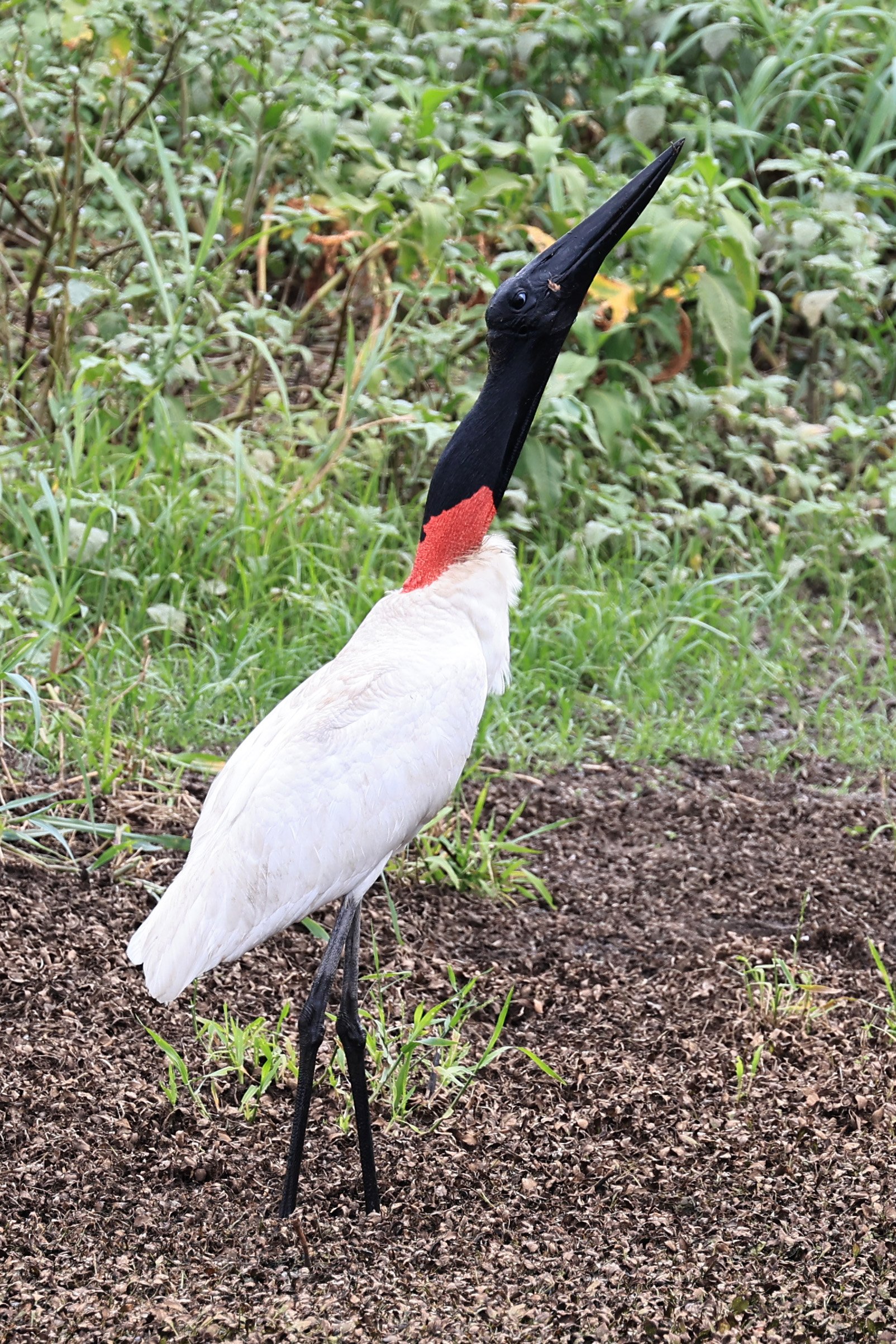 Jabiru (Jabiru mycteria) Agua Dulce Paraguay (35).jpg