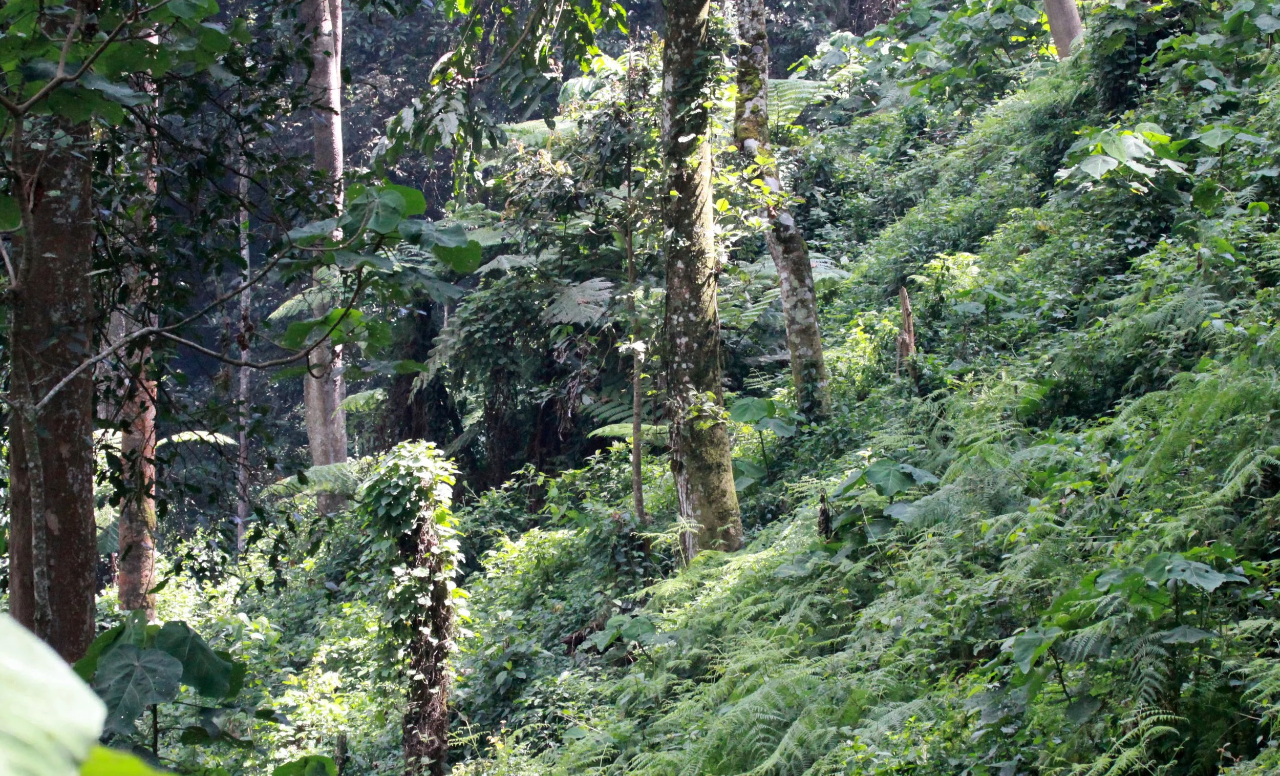 NYUNGWE NATIONAL PARK RWANDA (503).JPG