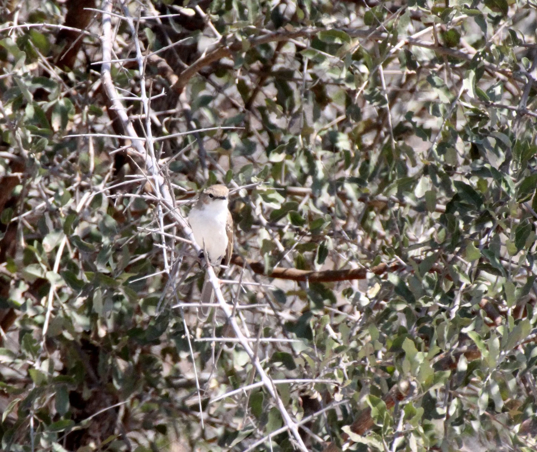 BIRD - FLYCATCHER - MARICO FLYCATHER - BRADORNIS MARIQUENSIS - NAMIBIA - CAPRIVI STRIP (2).JPG