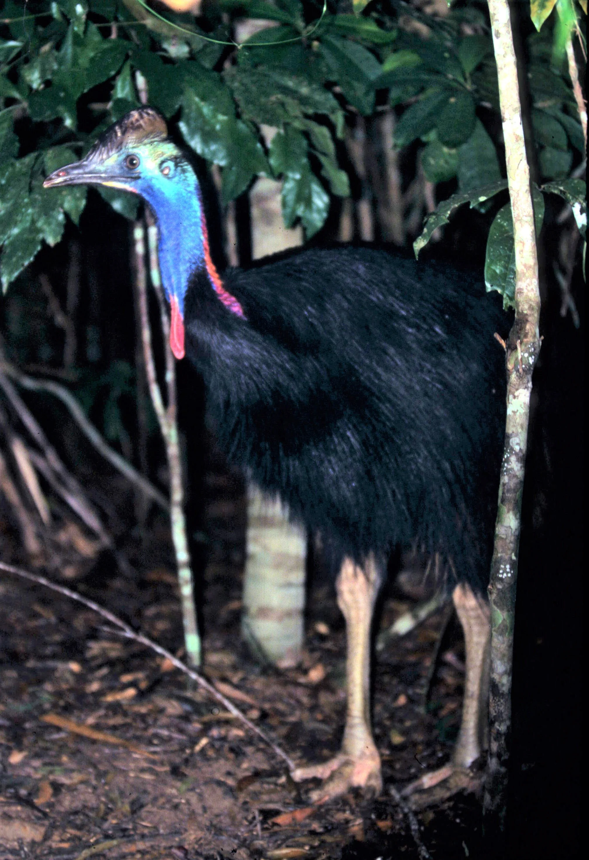 BIRD - SOUTHERN CASSOWARY - DAINTREE RAINFOREST H (2).jpg