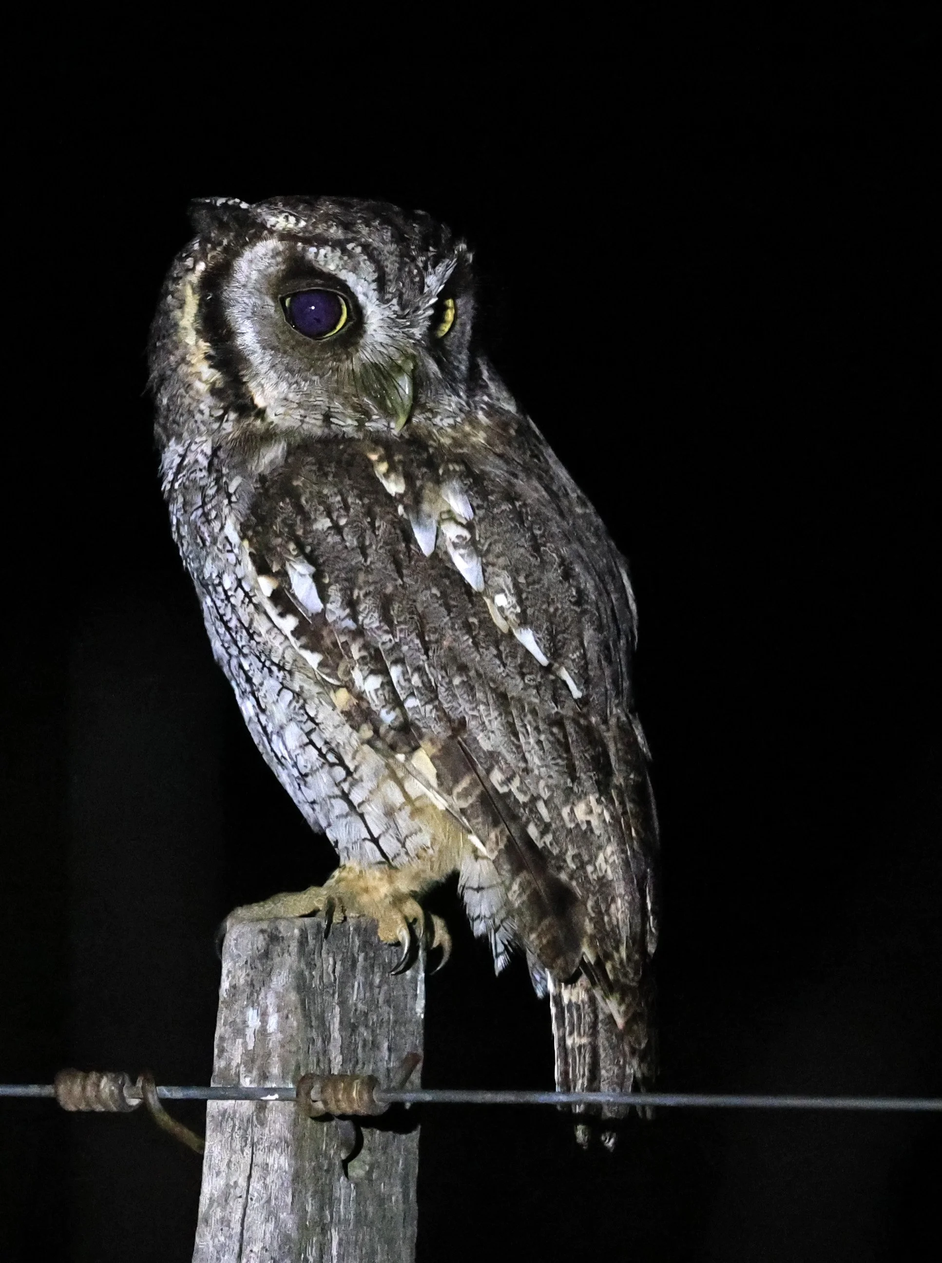Tropical Screech-Owl (Megascops choliba) Hotel Campestre Iparoma Paraguay (36).jpg