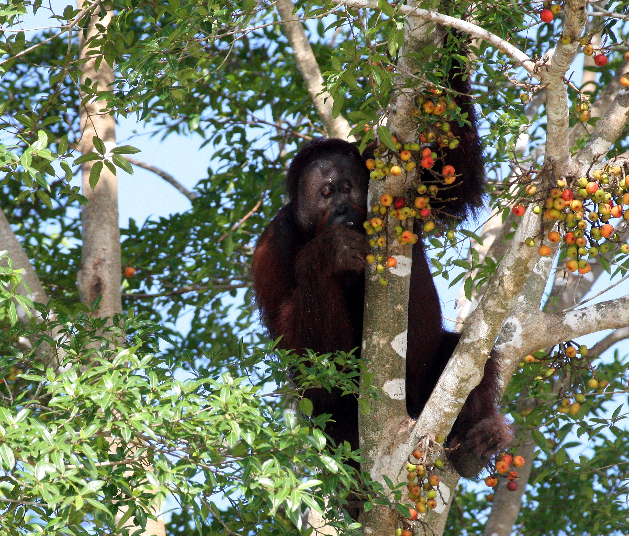 HOMINIDAE - Pongo pygmaeus morio - KINABATANGAN RIVER BORNEO (27).JPG