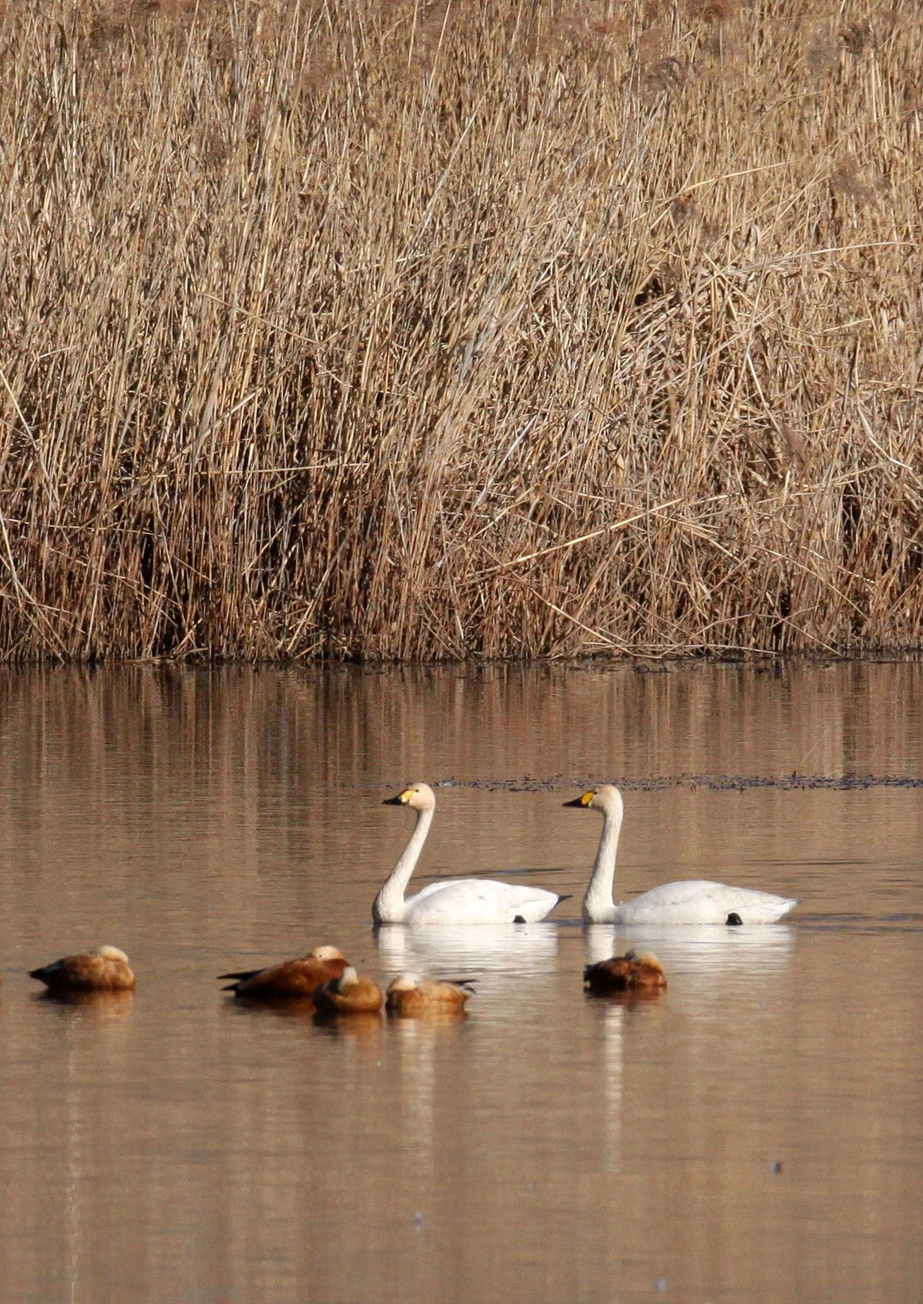SWAN - TUNDRA SWAN - Cygnus columbianus - CAO HAI WETLANDS PARK NEAR LIJIANG YUNNAN CHINA (10).JPG