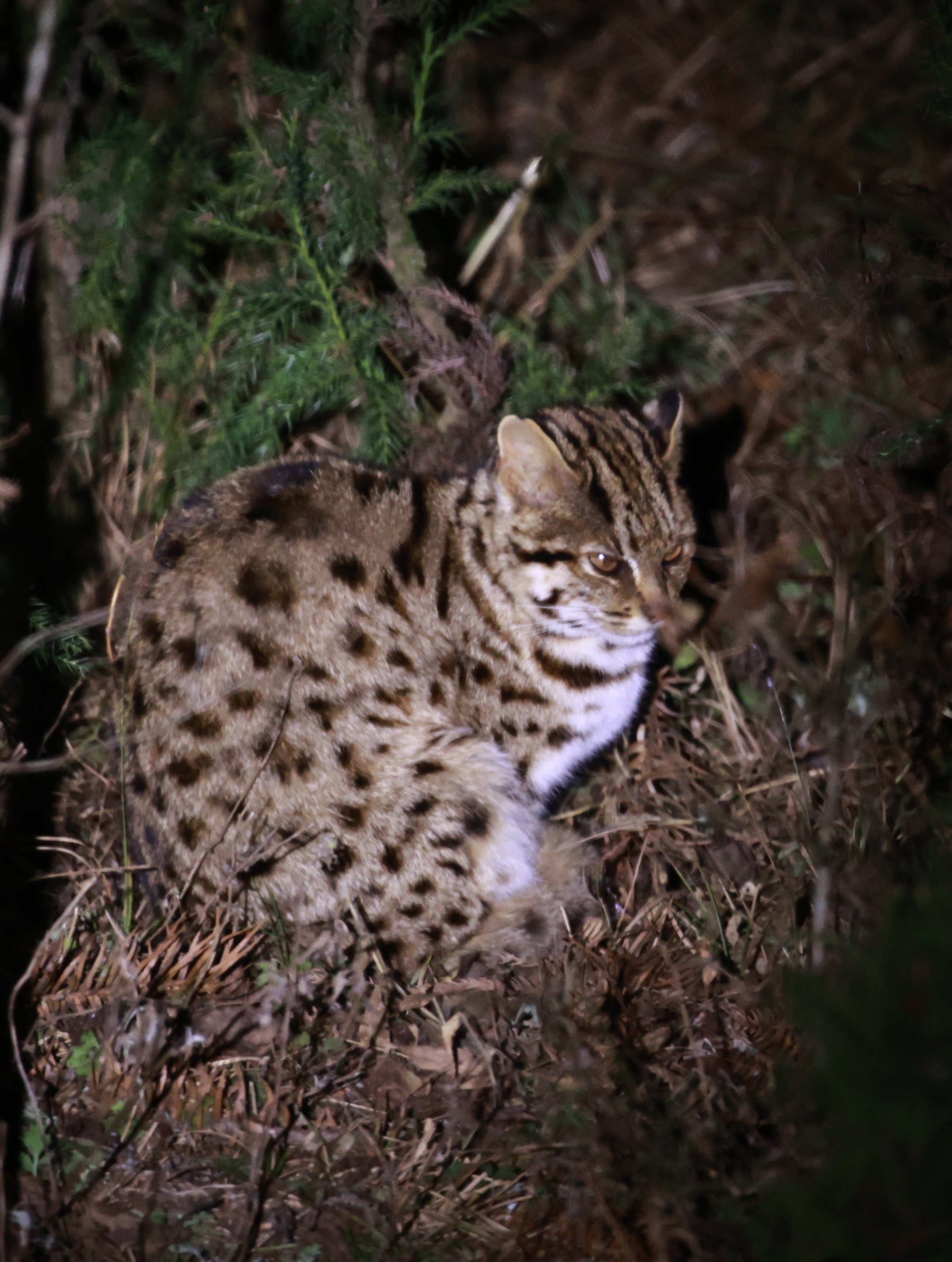 Mainland Leopard Cat (Prionailurus bengalensis) Tangjiahe National Nature Reserve, Sichuan China (19).jpg