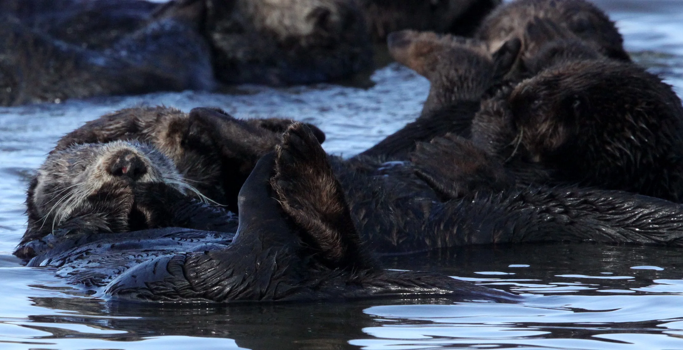 Enhydra lutris nereis - CALIFORNIA (SOUTHERN) SEA OTTER - ELKHORN SLOUGH  WILDLIFE REFUGE CALIFORNIA (42).JPG