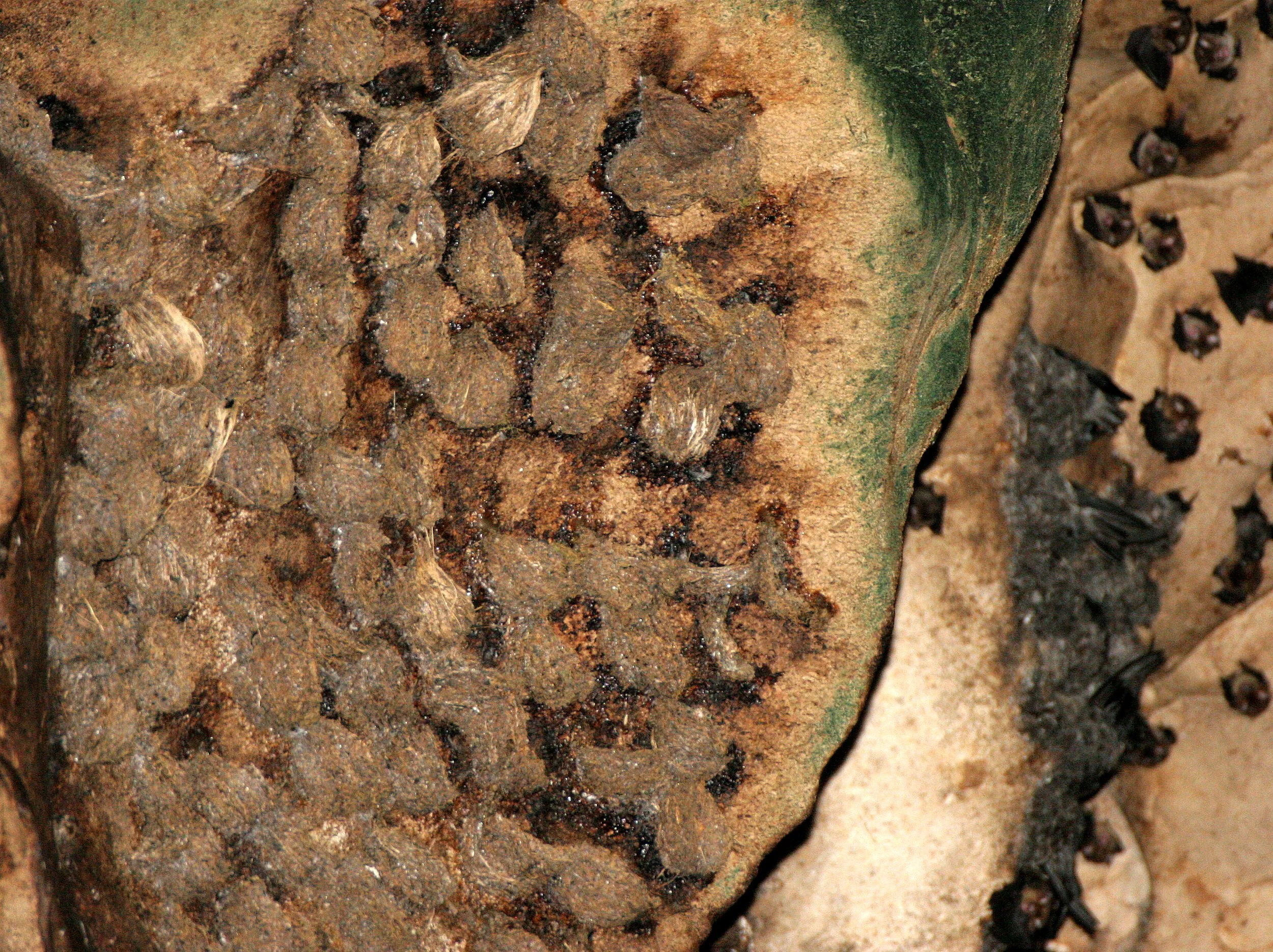 White-nest Swiftlet (Aerodramus fuciphagus) Gamontong Cave Borneo (3).JPG