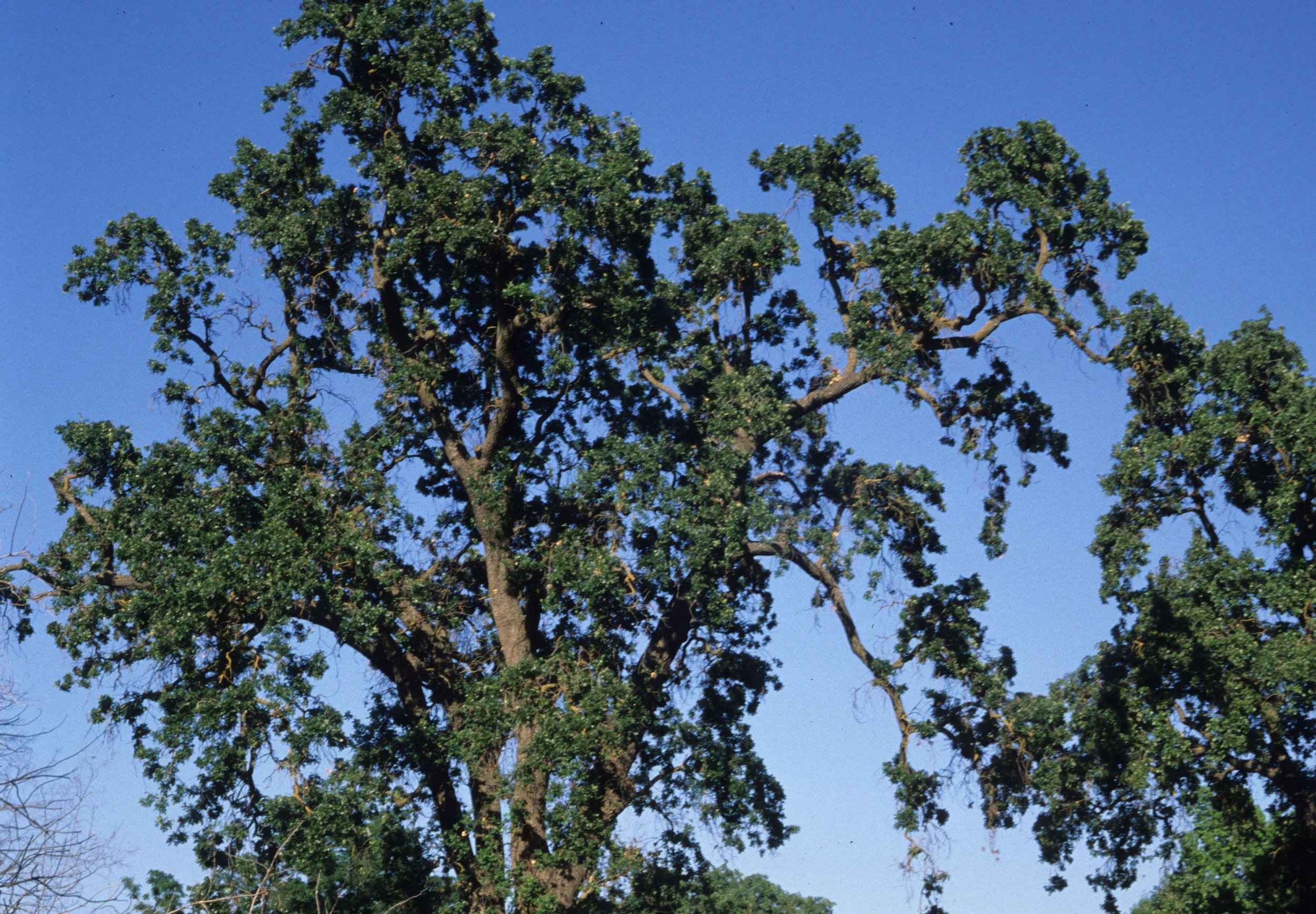 AMERICAN RIVER - QUERCUS LOBATA - VALLEY OAK.jpg
