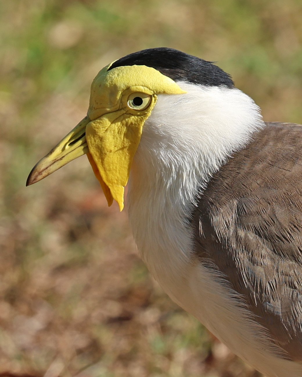 Masked Lapwing (Vanellus miles) Rottnest Island - Western Australia (6).jpg