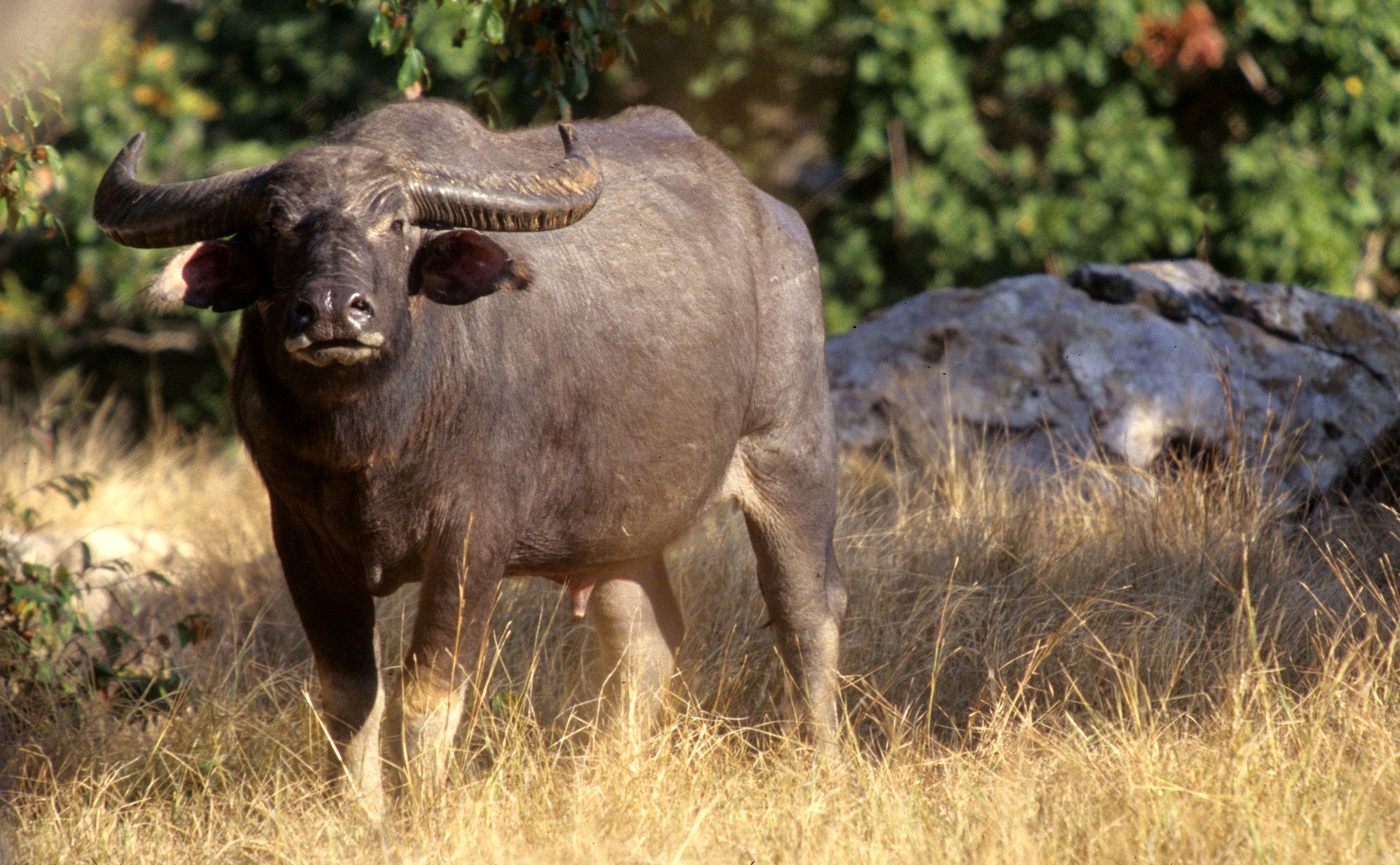 BOVID - WATER BUFFALO - WILD POPULATION ON KOMODO.jpg