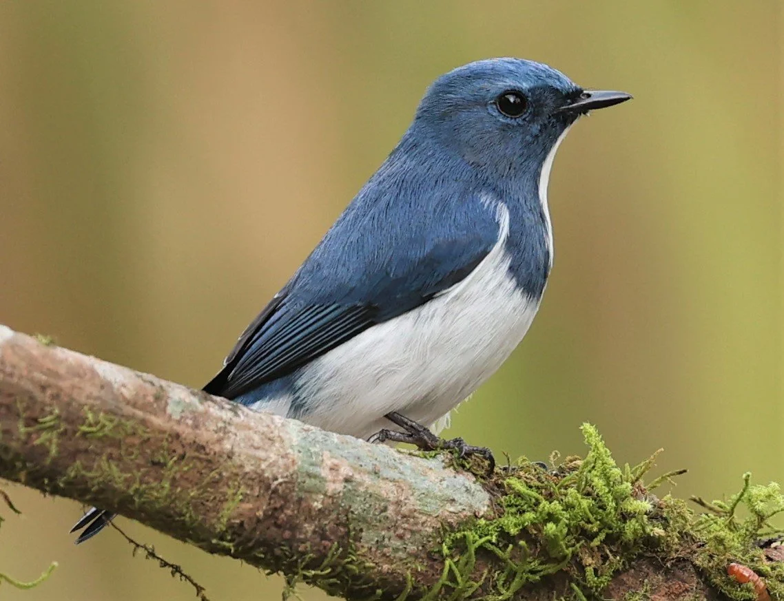 FLYCATCHER - ULTRAMARINE FLYCATCHER - Ficedula superciliaris - DOI LANG WEST, DOI PHA HOM POK NP, CHIANG MAI DEC 2021 (25).jpg