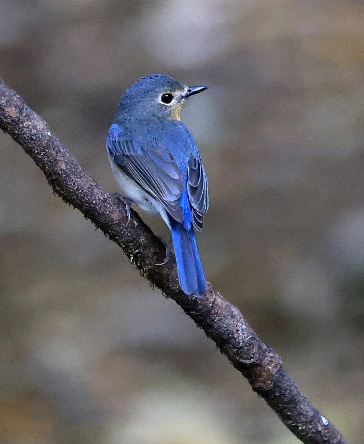 Indochinese Blue Flycatcher (Cyornis sumatrensis) Kaeng Krachan National Park ESS Expedition 2026 (22).jpg