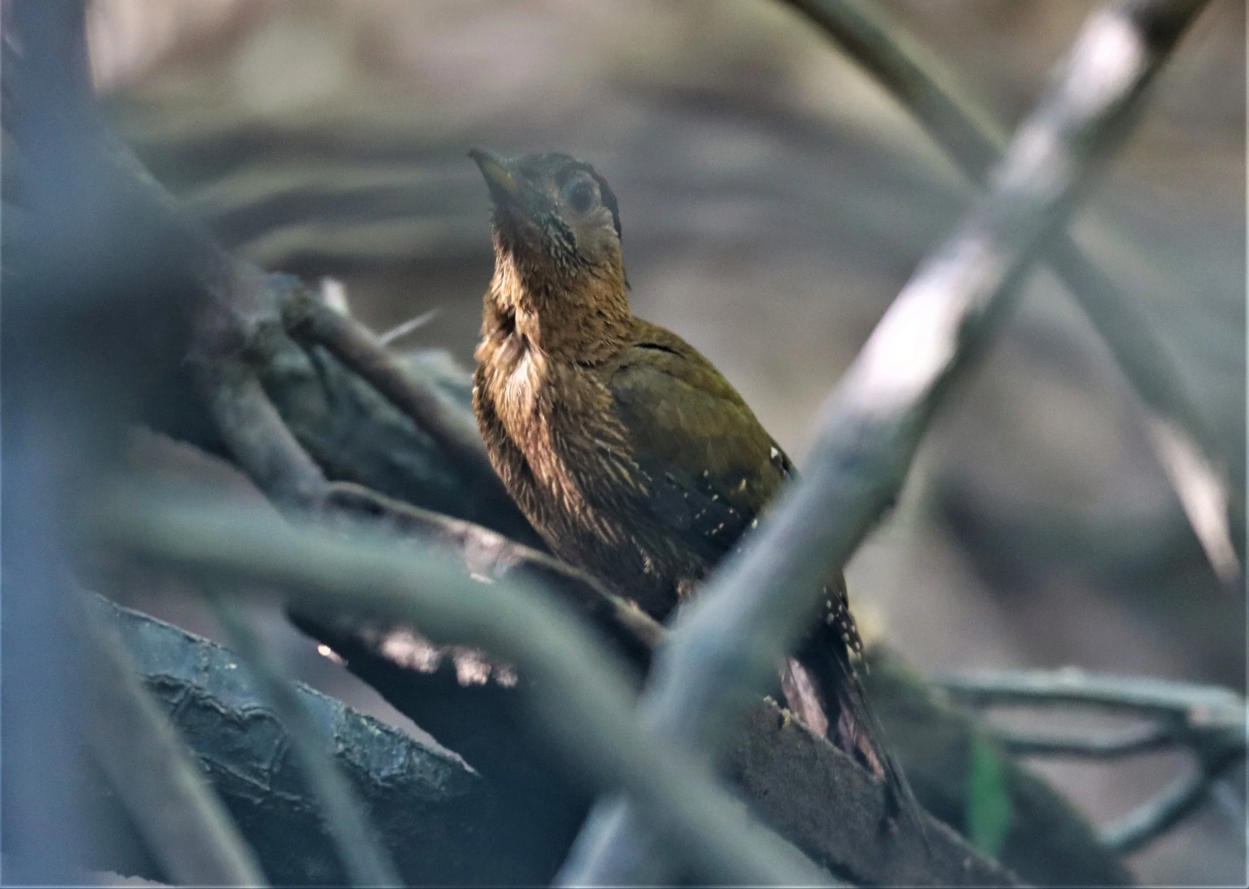 WOODPECKER - STREAK BREASTED WOODPECKER -Picus viridanus - AO PHANG NGA NATIONAL PARK AREA (16).jpg
