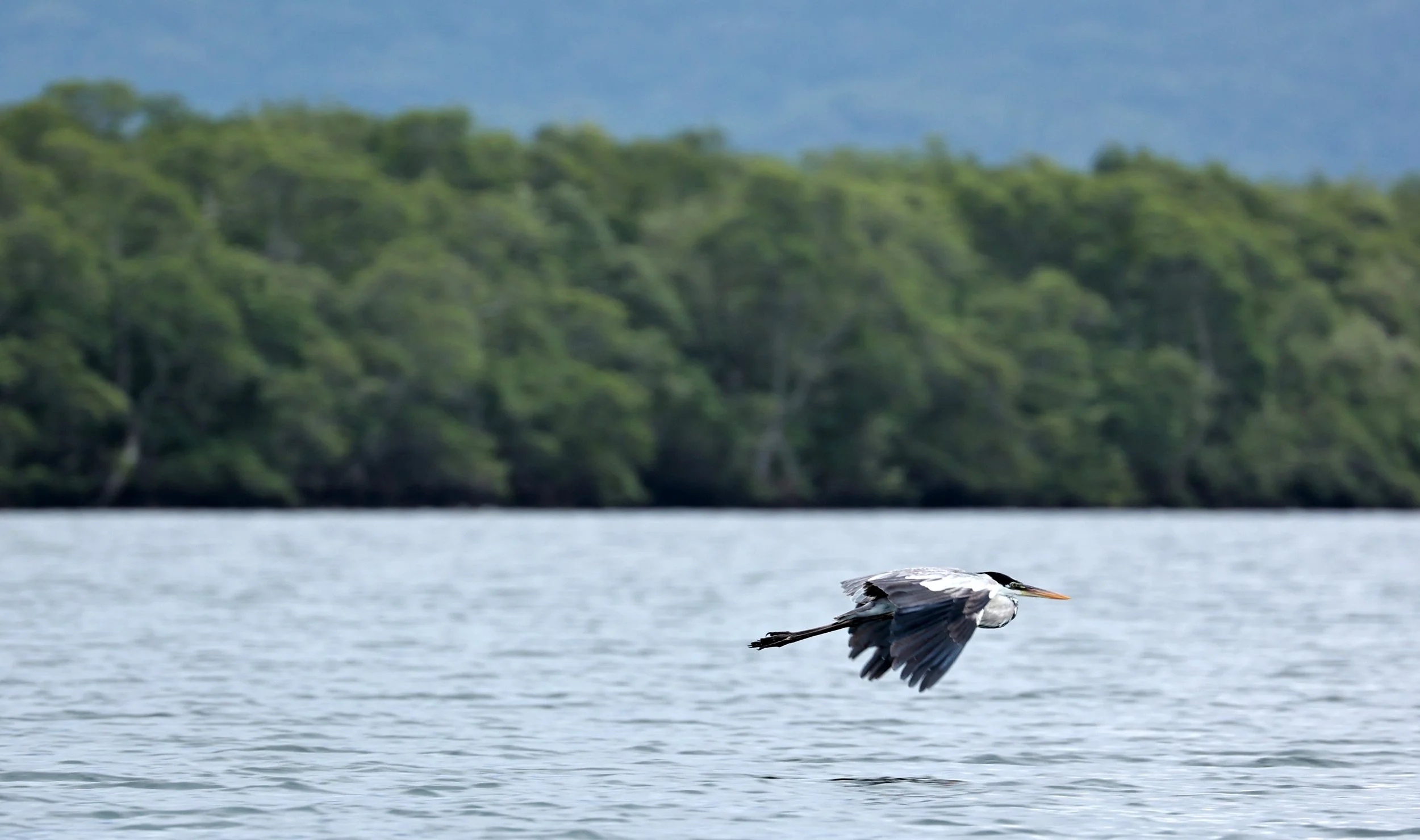 Cocoi Heron (Ardea cocoi) Superagüi National Park, Brazil (4).jpg