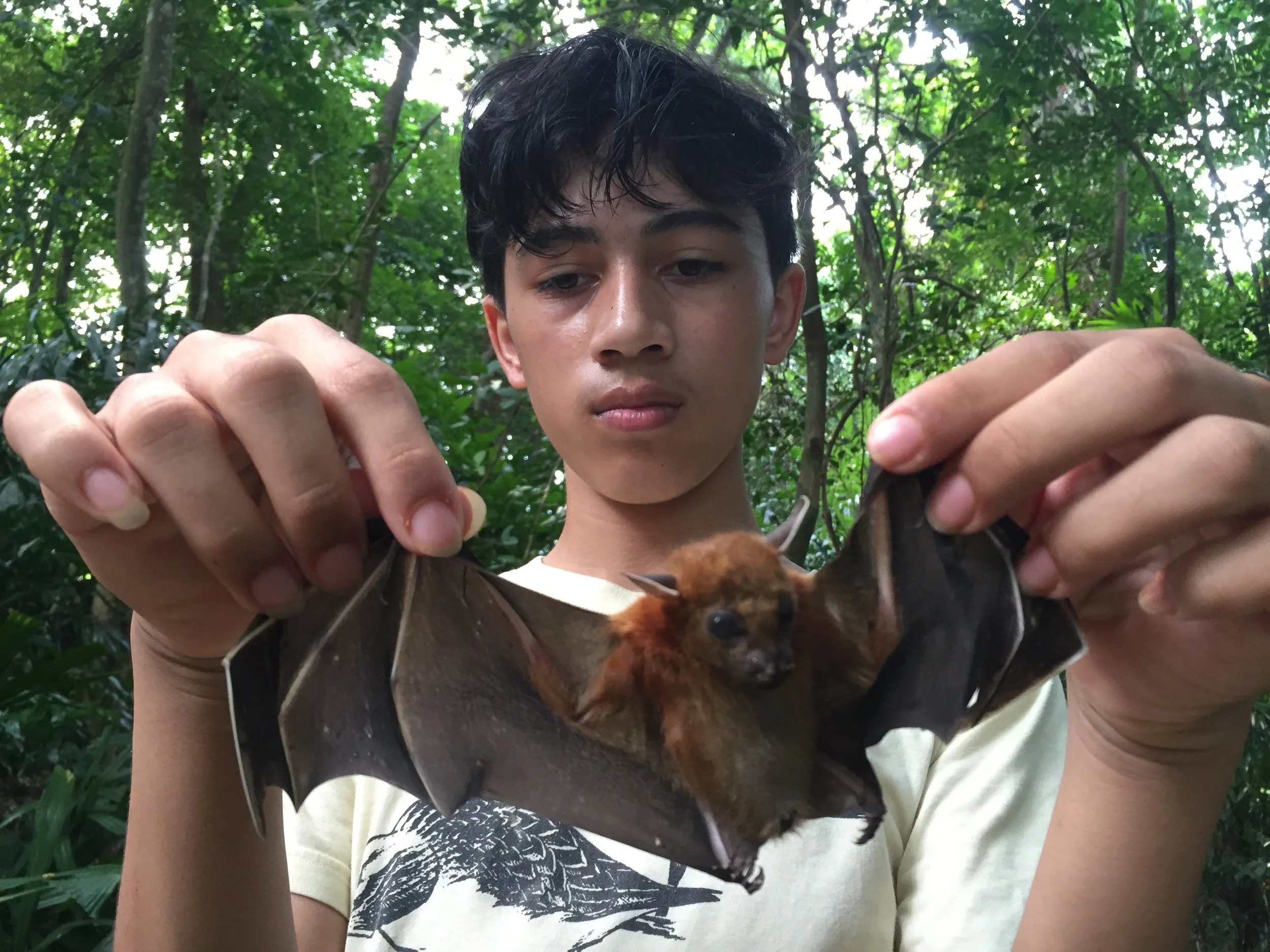2015 Koh Lanta Garden Bats, Poacher Nets & Nature (1).JPG