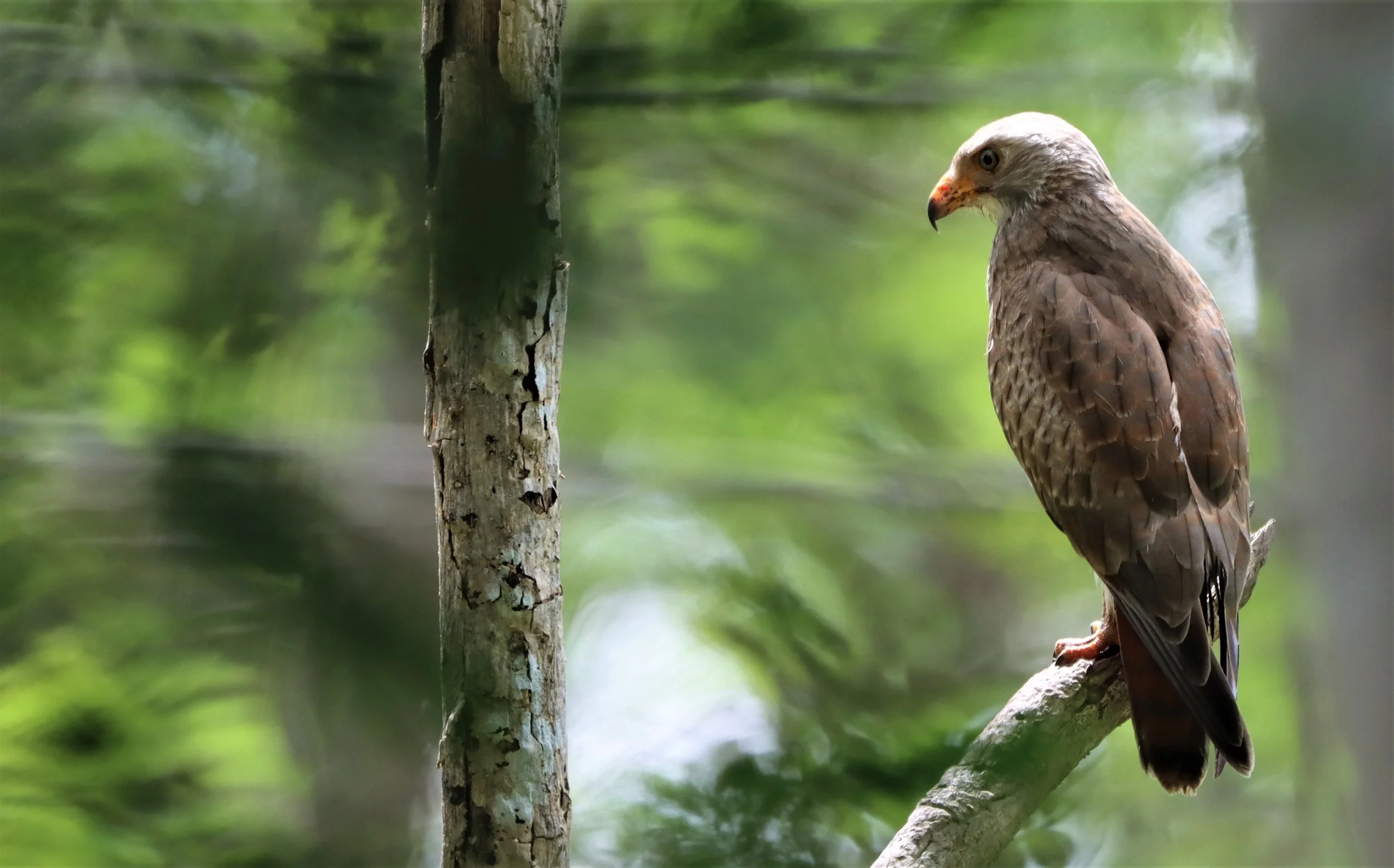 BUZZARD - RUFOUS-WINGED BUZZARD - Butastur liventer - PHANOMRUNG PRASAT RUINS BURIRAM (11).jpg