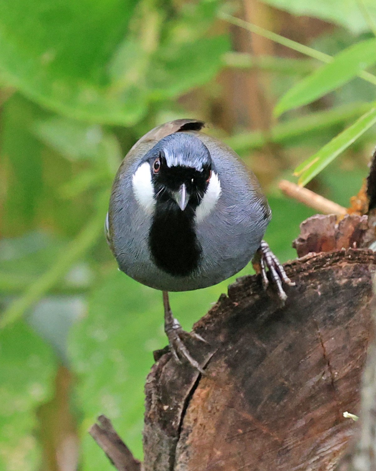 Black-throated Laughingthrush (Pterorhinus chinensis) Khao Yai National Park Feb 2026 Day 2 (3).jpg