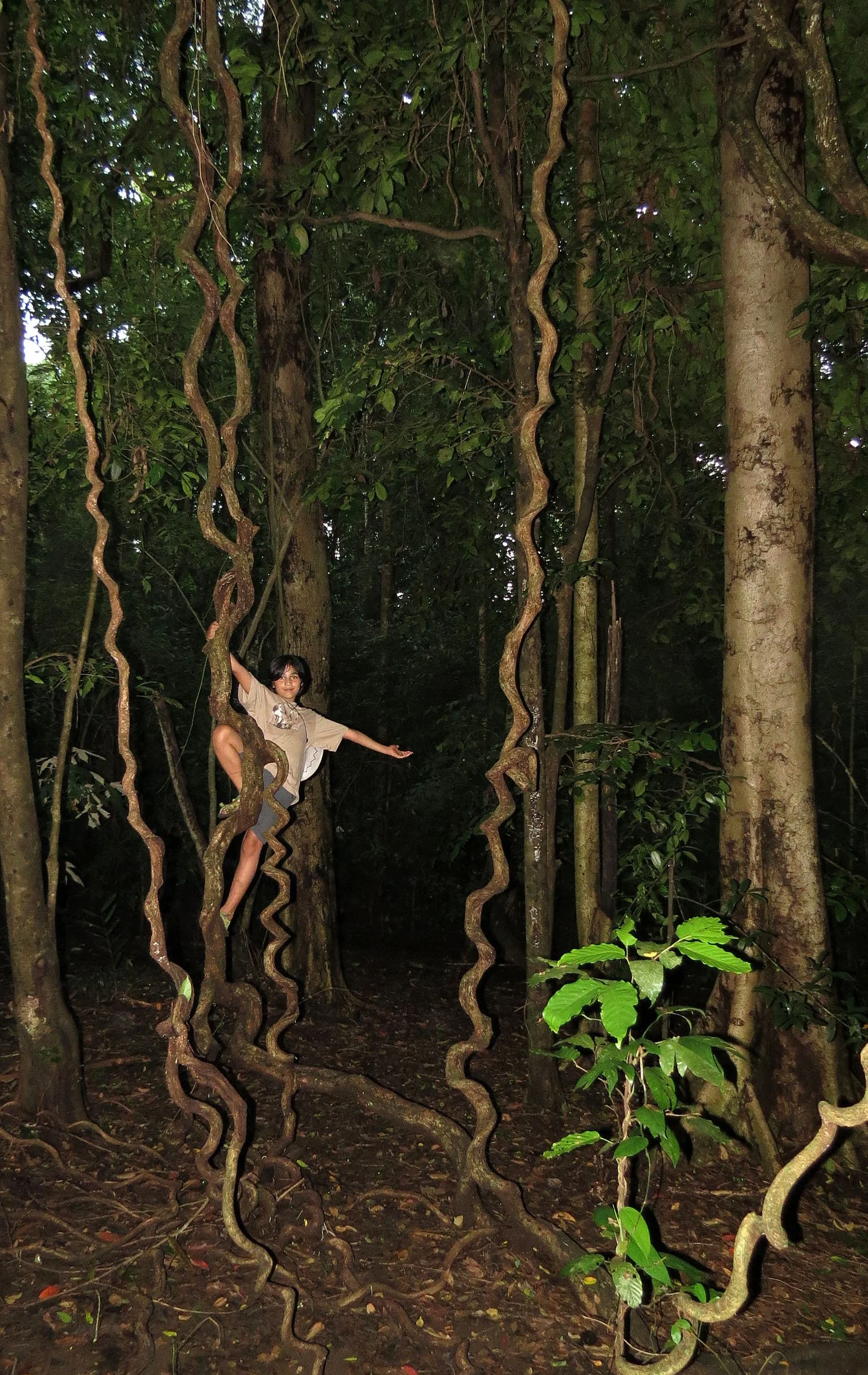 TANGKOKO NATIONAL PARK SULAWESI INDONESIA (93).JPG