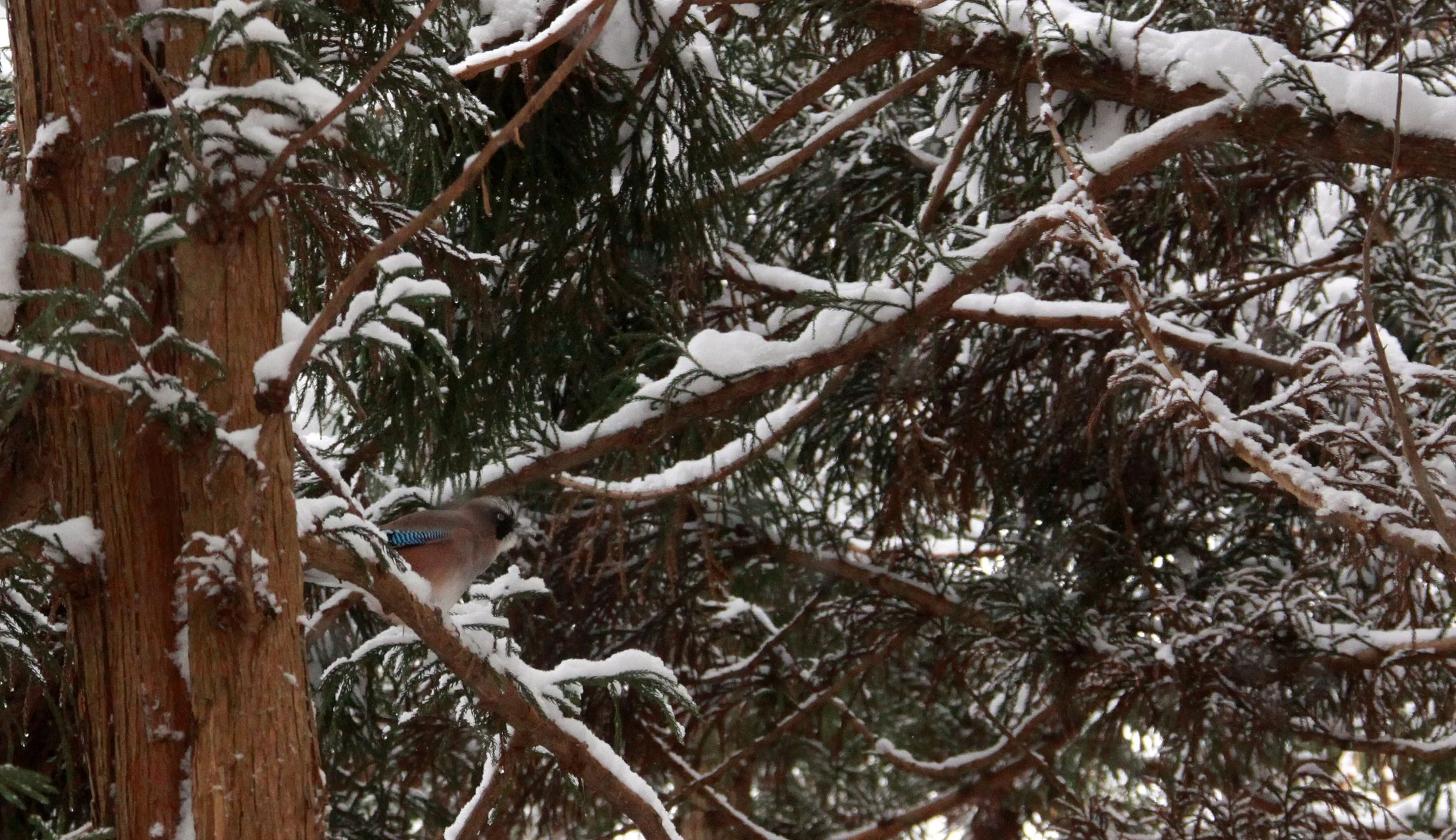 JIGOKUDANI ONSEN - NAGANO PREFECTURE JAPAN - FOREST SCENCES (35).JPG