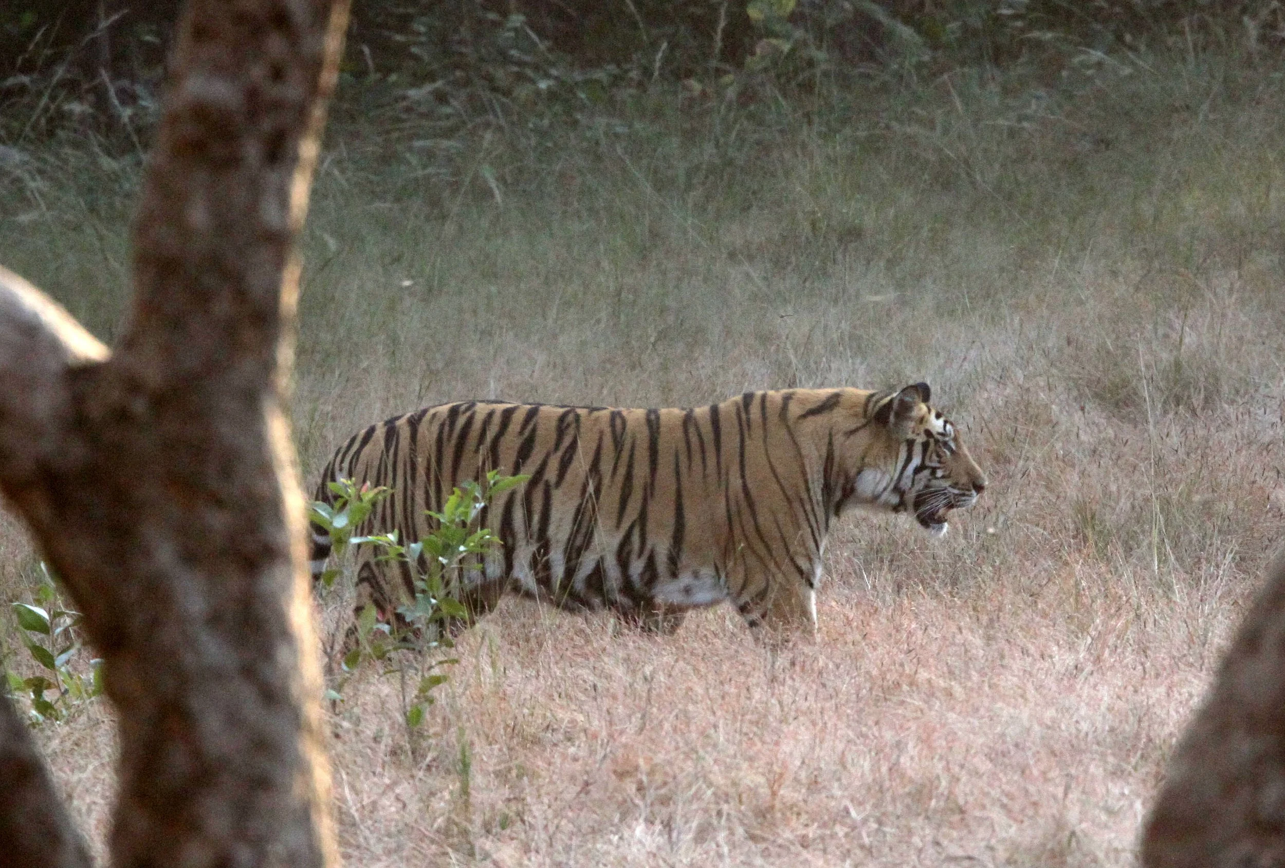 Panthera tigris tigris - BENGAL TIGER - BANDHAVGAR NATIONAL PARK MADHYA PRADESH INDIA (61).JPG