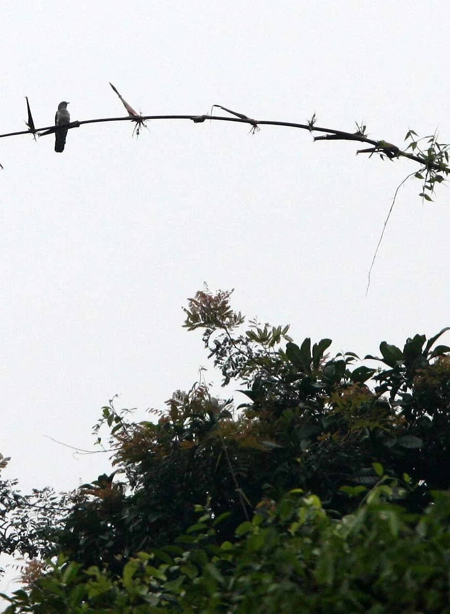 Indian Cuckoo (Cuculus micropterus) Xizhou Village Yunnan China Erhai Lake