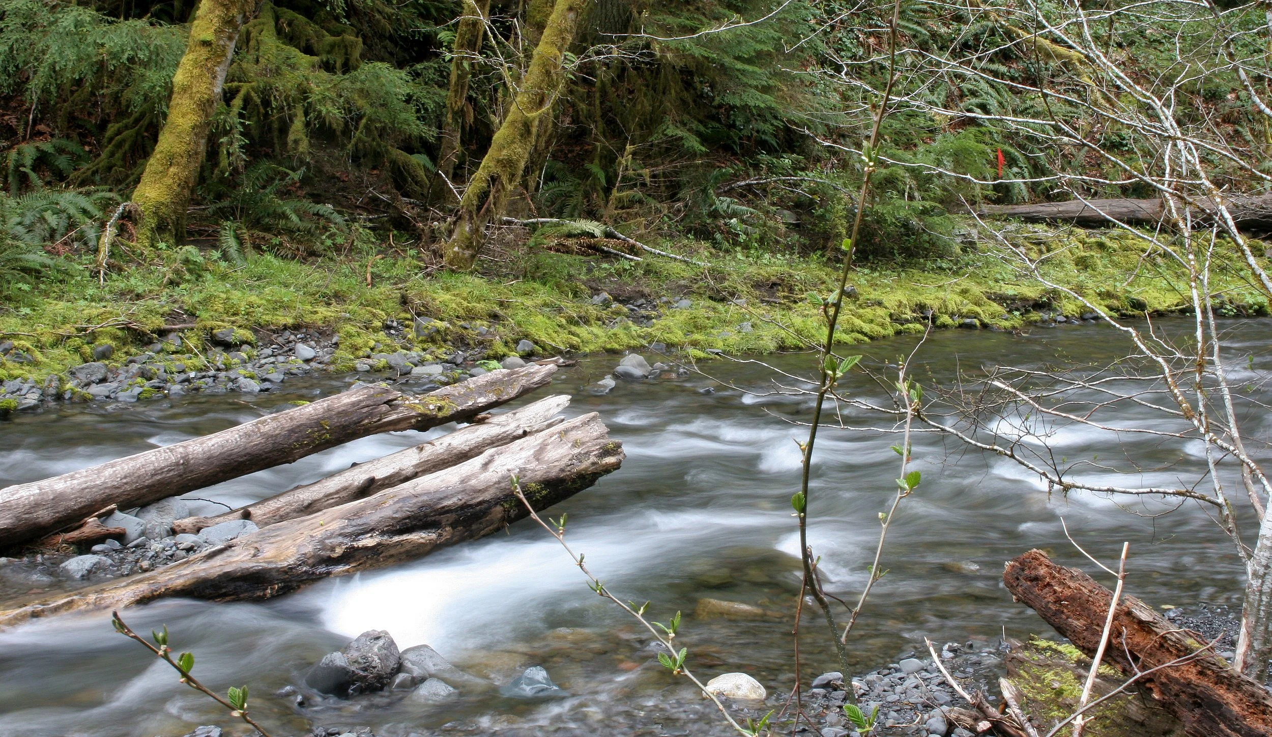 BARNES CREEK AND SURROUNDING FOREST (29).JPG