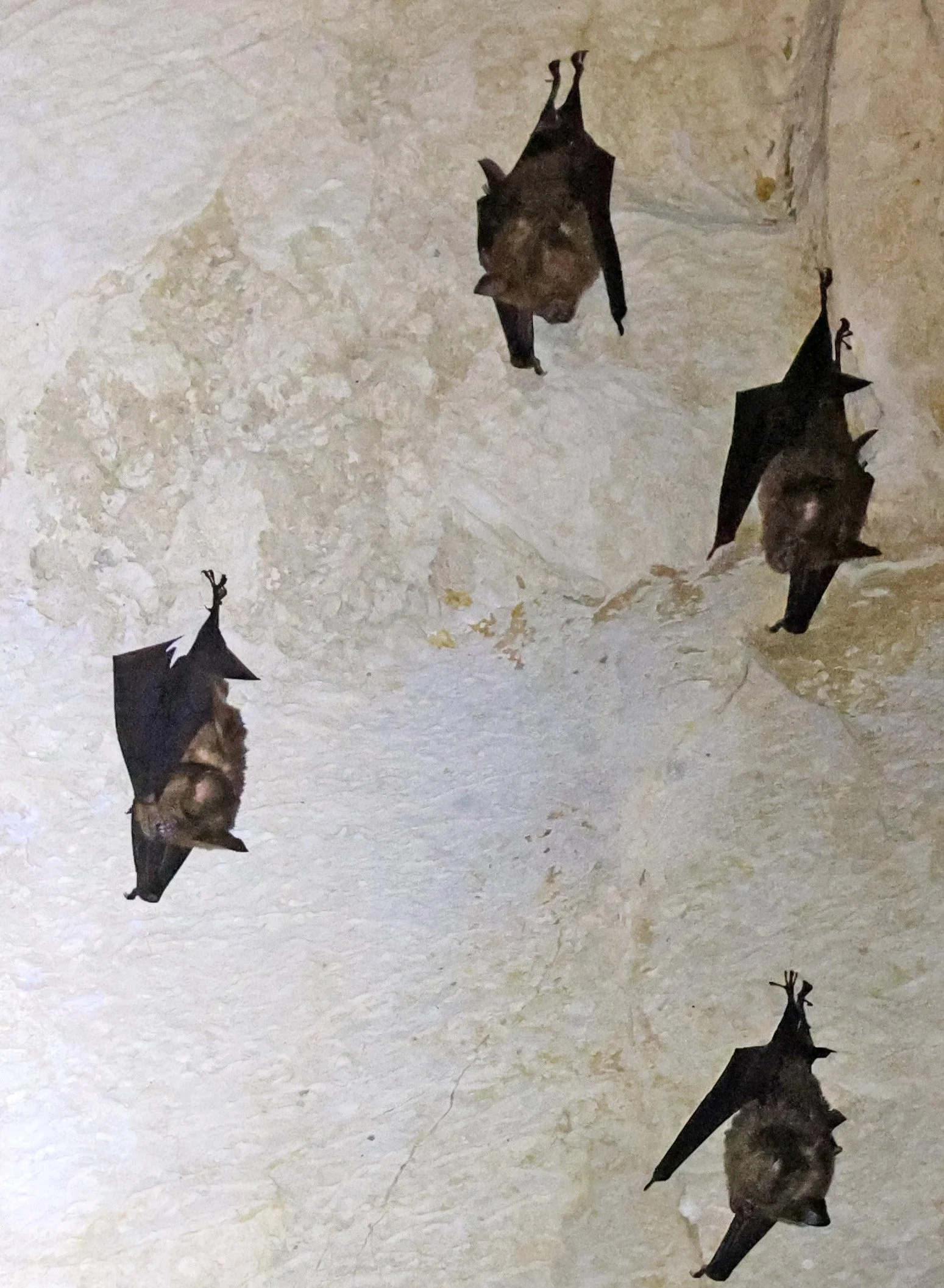 Laotian roundleaf bat (Hipposideros rotalis) Kong Lor Cave (Tham Kong Lo), Khammouane Province, Laos