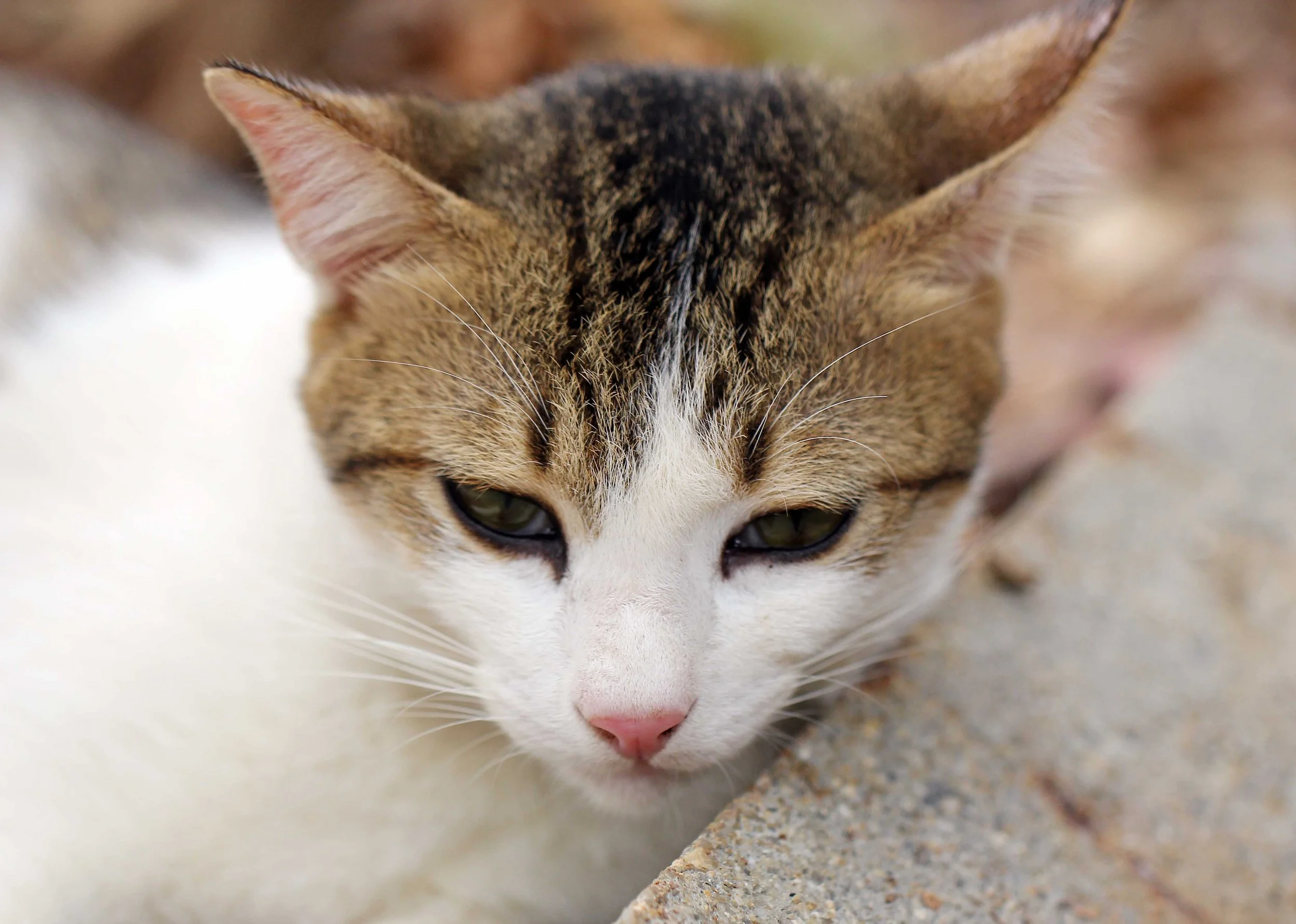 2015 Koh Lanta Songkran with friends from ISB (414).JPG