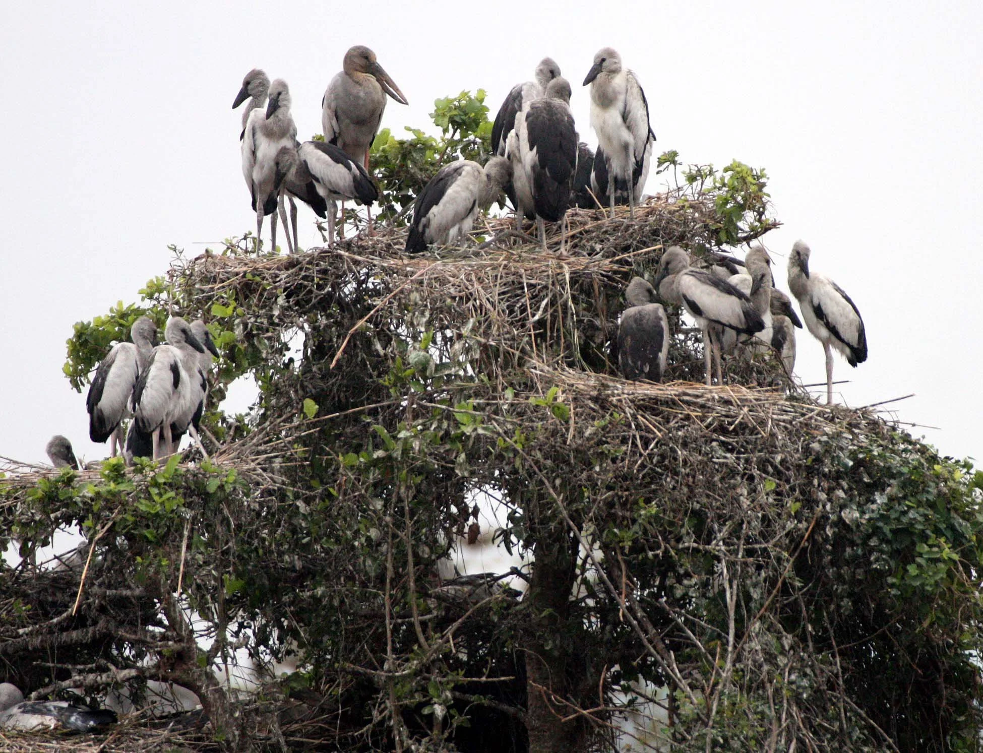 STORK - ASIAN OPENBILL - Anastomus oscitans - ROOKERY IN BUENG BORAPHET THAILAND - CHRISTMAS IN THAILAND TRIP 2008 (7).JPG