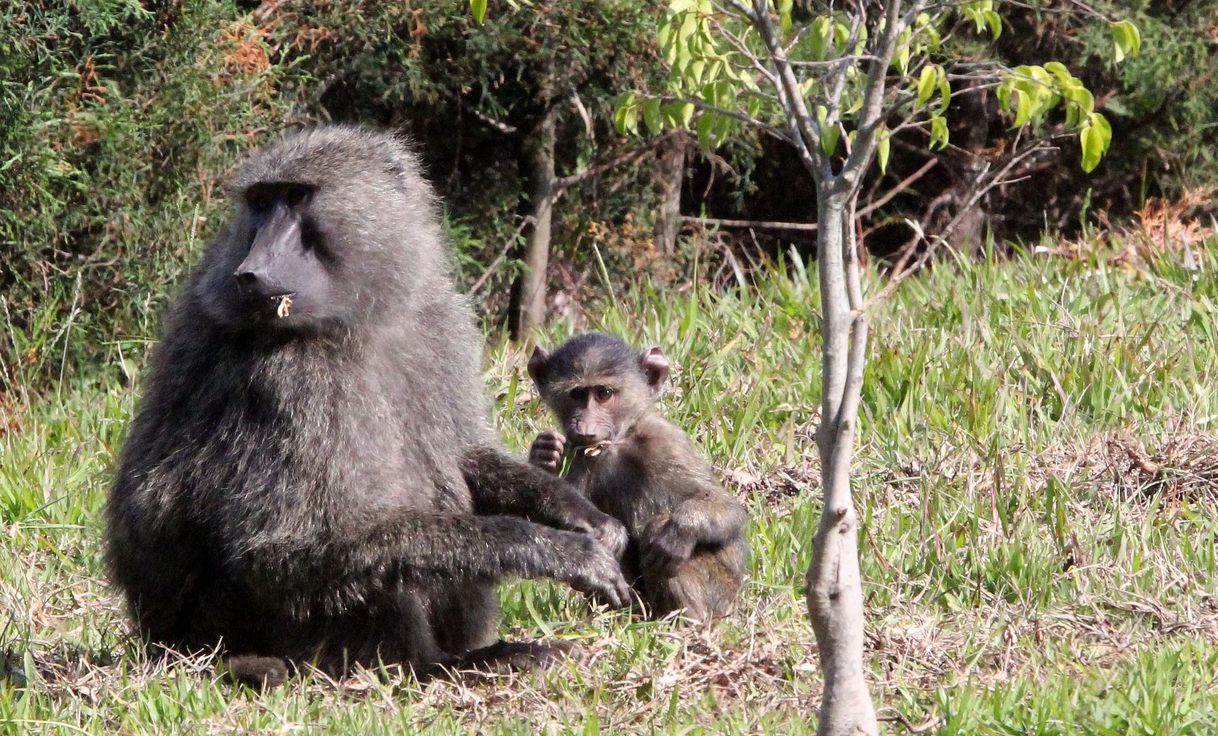 CERCOPITHECIDAE - Papio anubis - OLIVE BABOON - GREY FORM - NYUNGWE NATIONAL PARK RWANDA (306).JPG