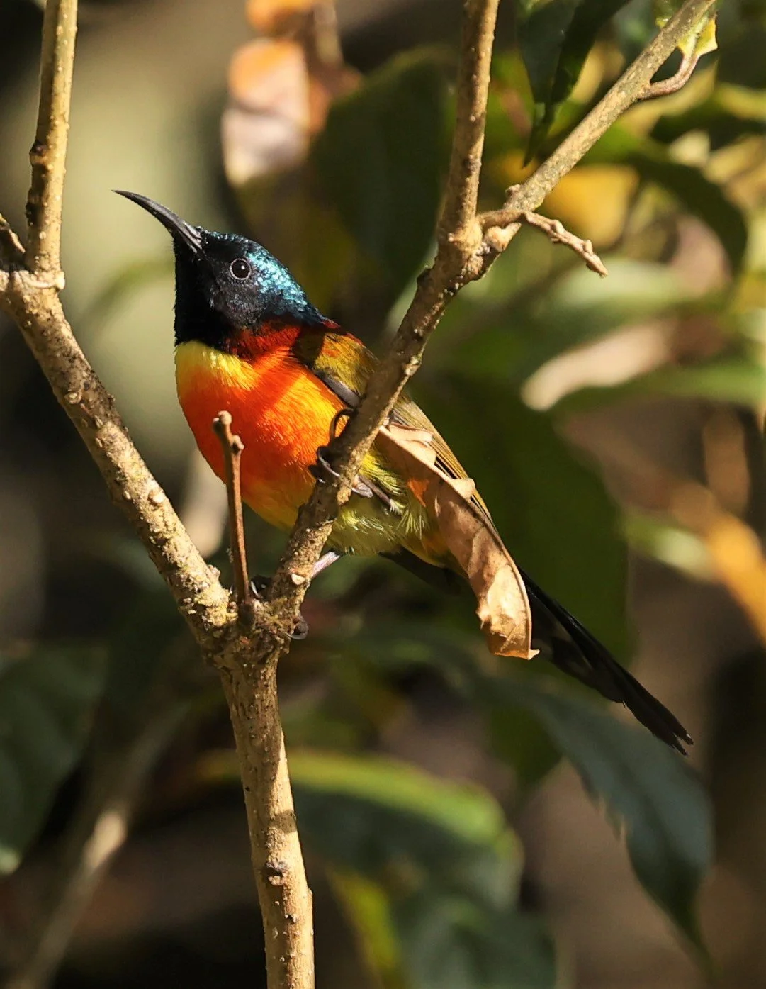 SUNBIRD - DOI INTHANON GREEN-TAILED SUNBIRD - Aethopyga nipalensis angkanensis - DOI INTHANON NP CHIANG MAI, DEC 2021 (35).jpg