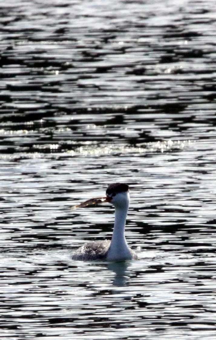 Clark's Grebe - (Aechmophorus clarkii) Elkhorn Slough California (1).JPG