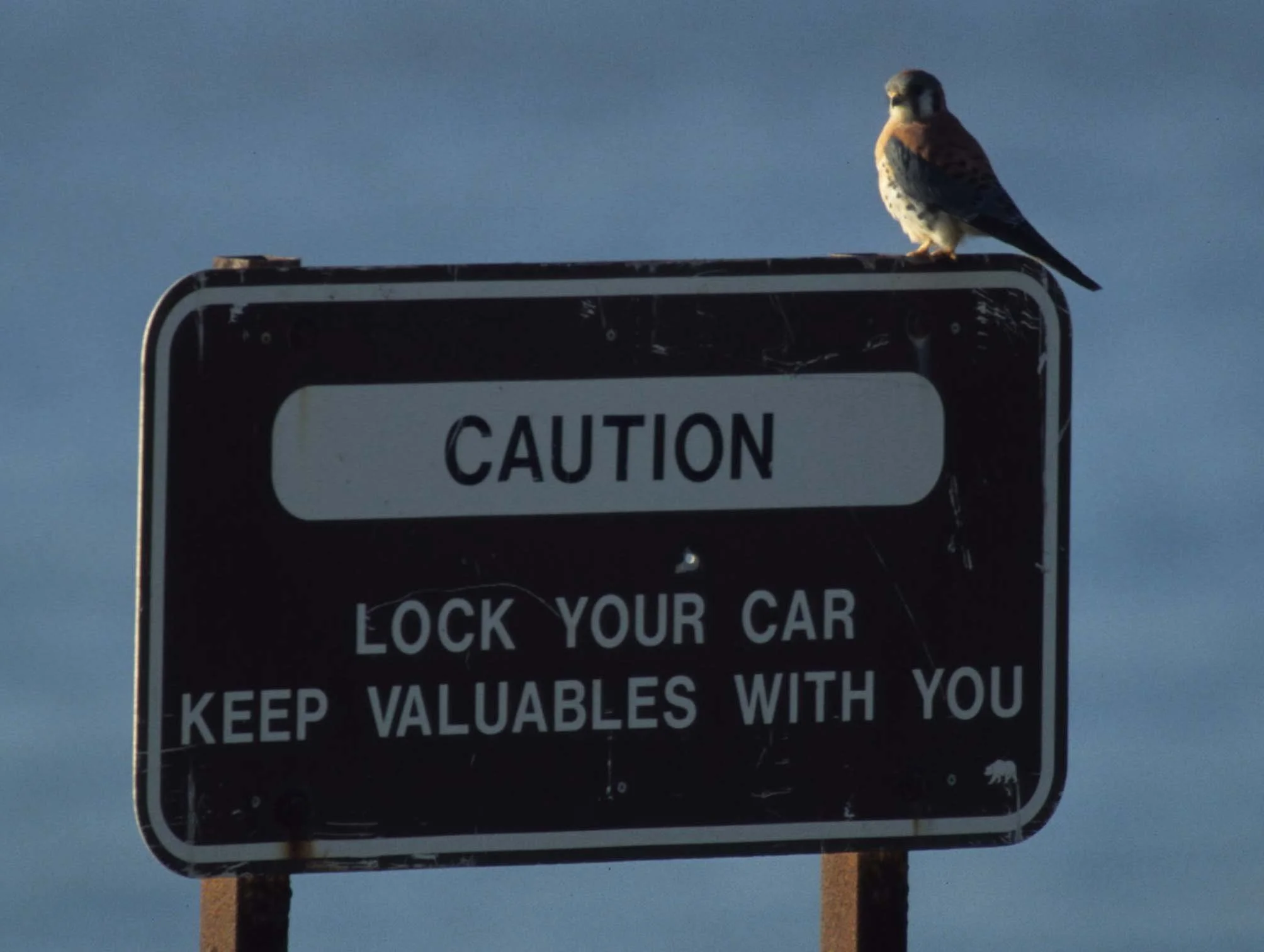 BIRD - AMERICAN KESTREL - REDWOODS NP AREA (3).jpg