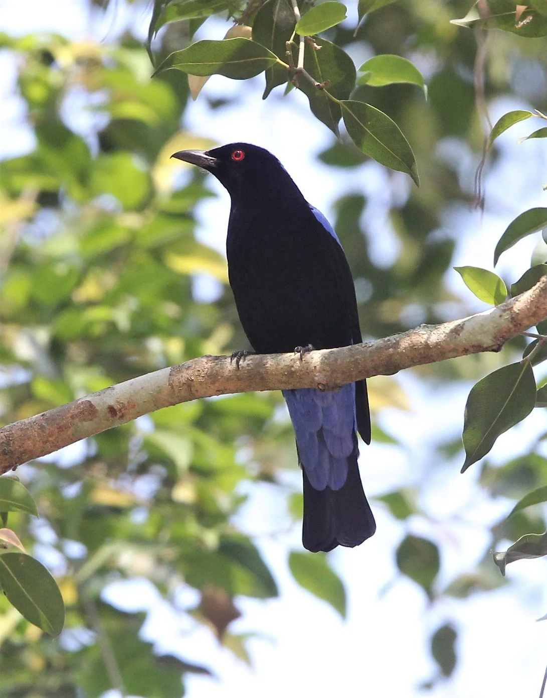 ASIAN FAIRY BLUEBIRD - Irena puella - KAENG KRACHAN NP (2).jpg