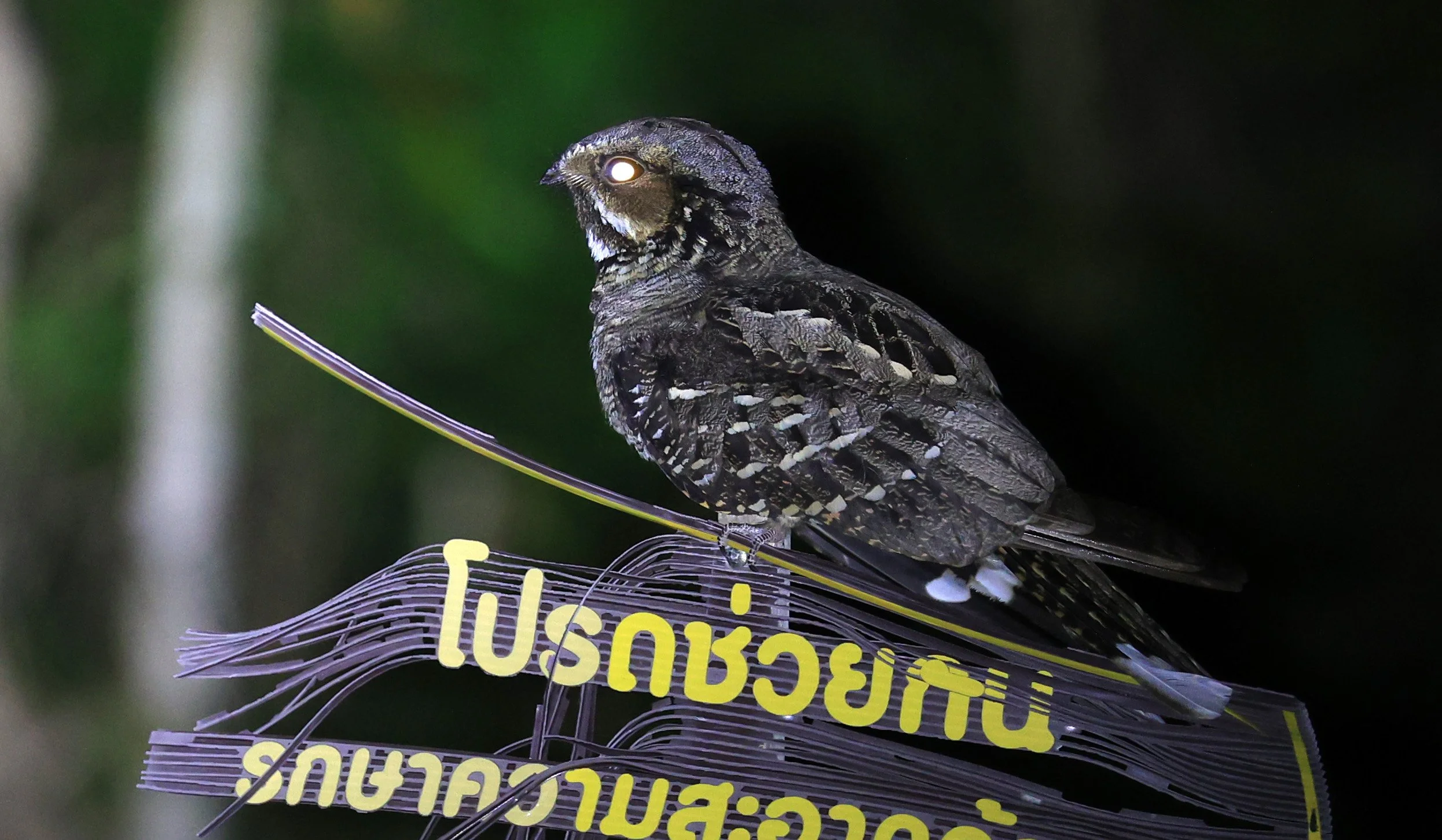 Large-tailed nightjar (Caprimulgus macrurus) Khao Yai National Park Thailand Feb 2026 Day 4 (9).jpg