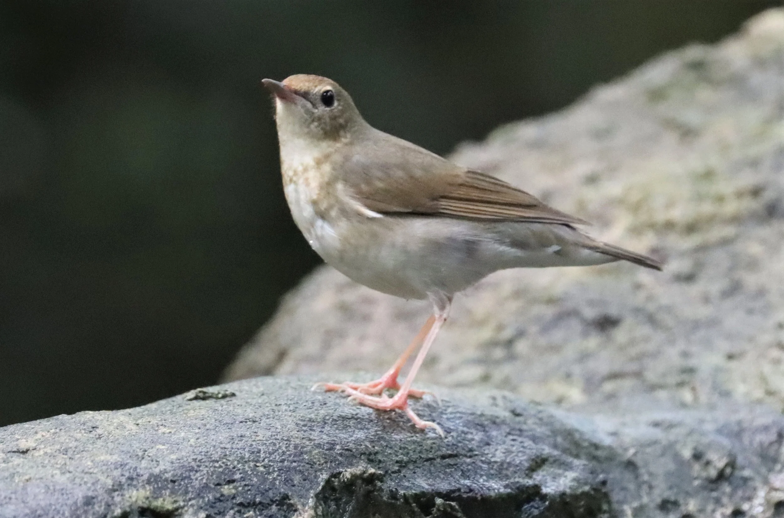 ROBIN - SIBERIAN BLUE ROBIN - Luscinia cyane - WAT THAM PRATHUN CHONBURI (18).jpg