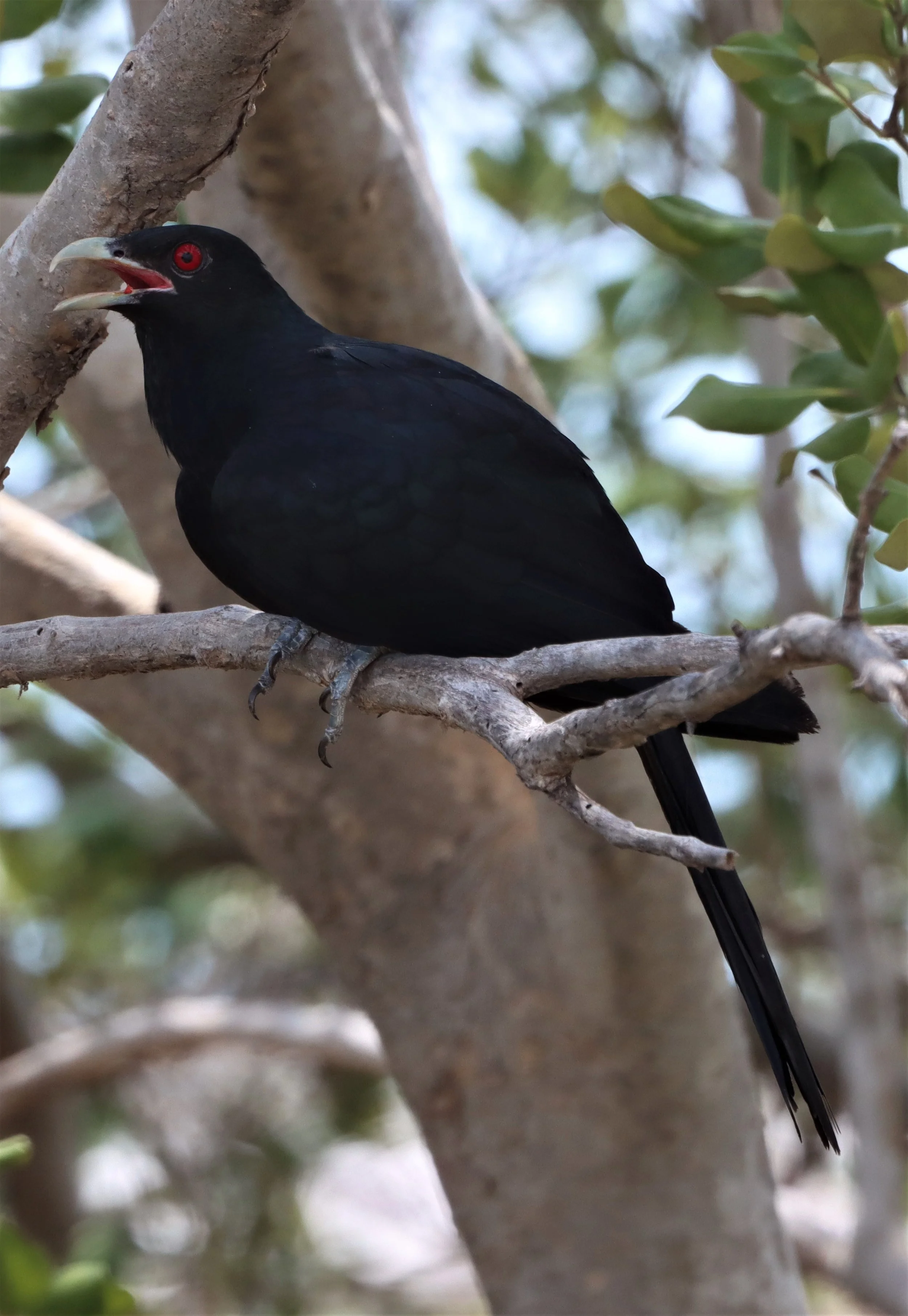 Asian Koel (Eudynamys scolopacea) Pak Thale Salt Ponds Petchaburi Thailand (28).jpg