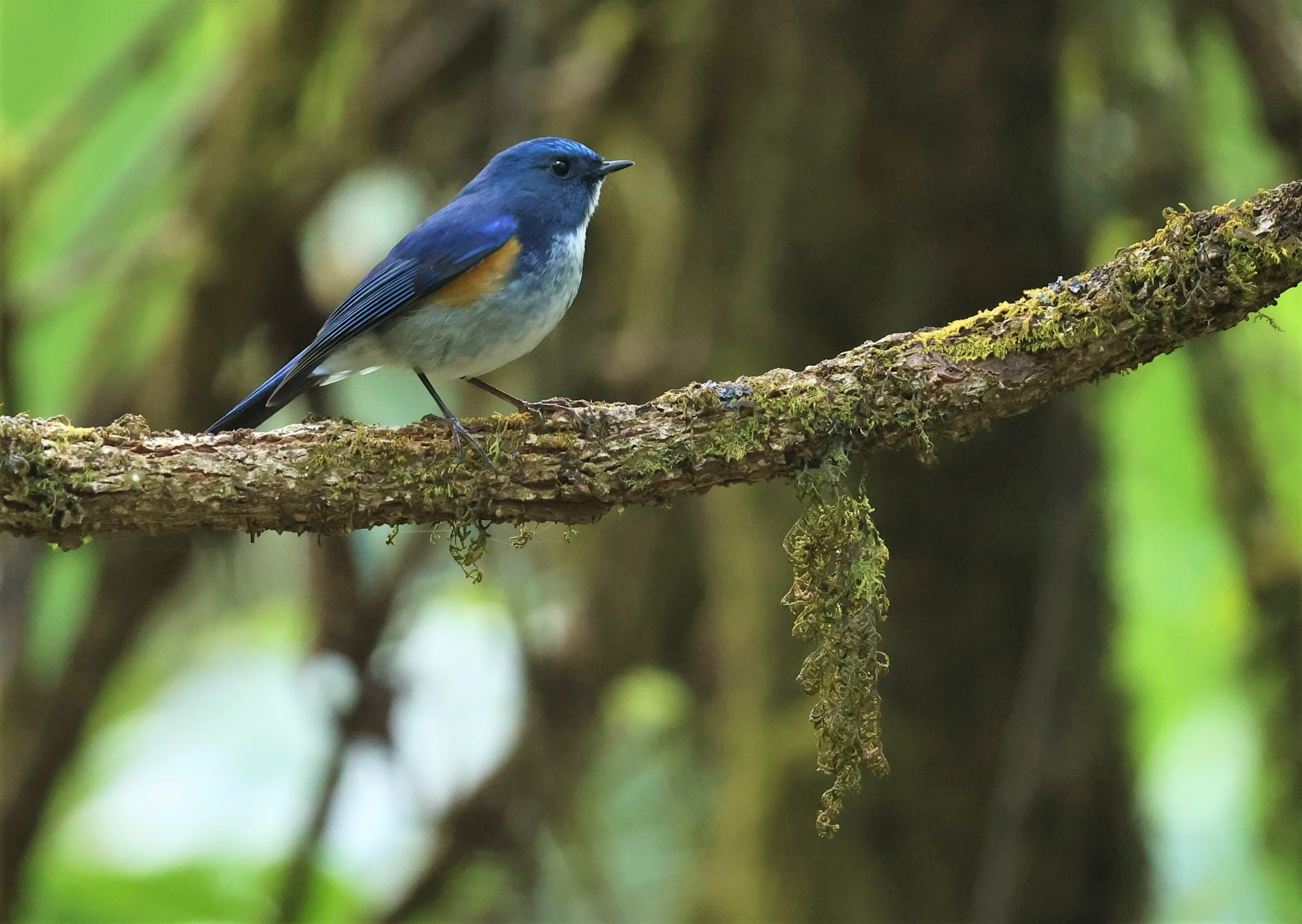 BLUETAIL - HIMALAYAN BLUETAIL - Tarsiger rufilatus - DOI PHA HOM POK NP DOI LANG EAST FEB 2022 (54).jpg