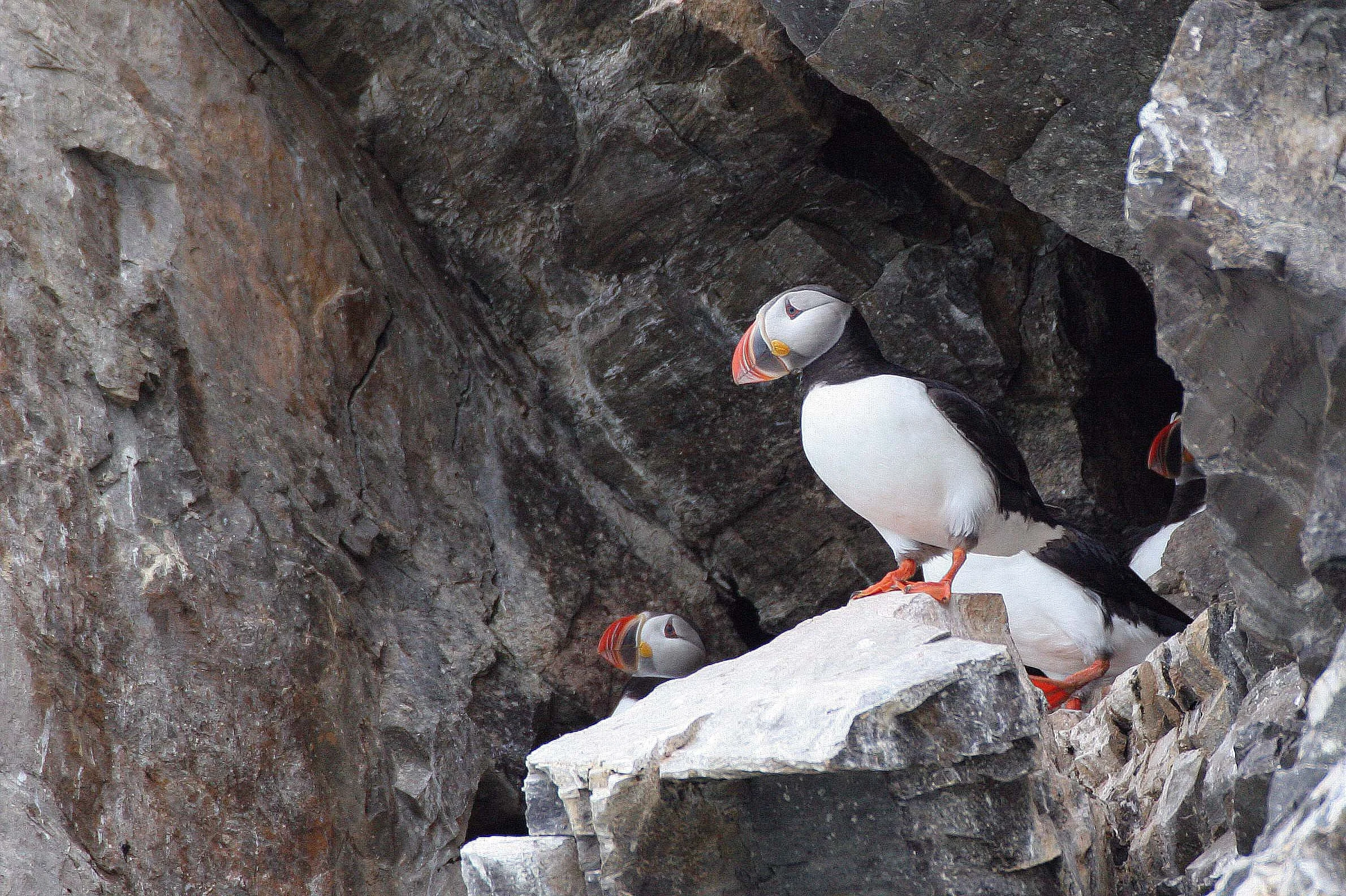 Fratercula arctica - ATLANTIC PUFFIN - SVALBARD (38).jpg
