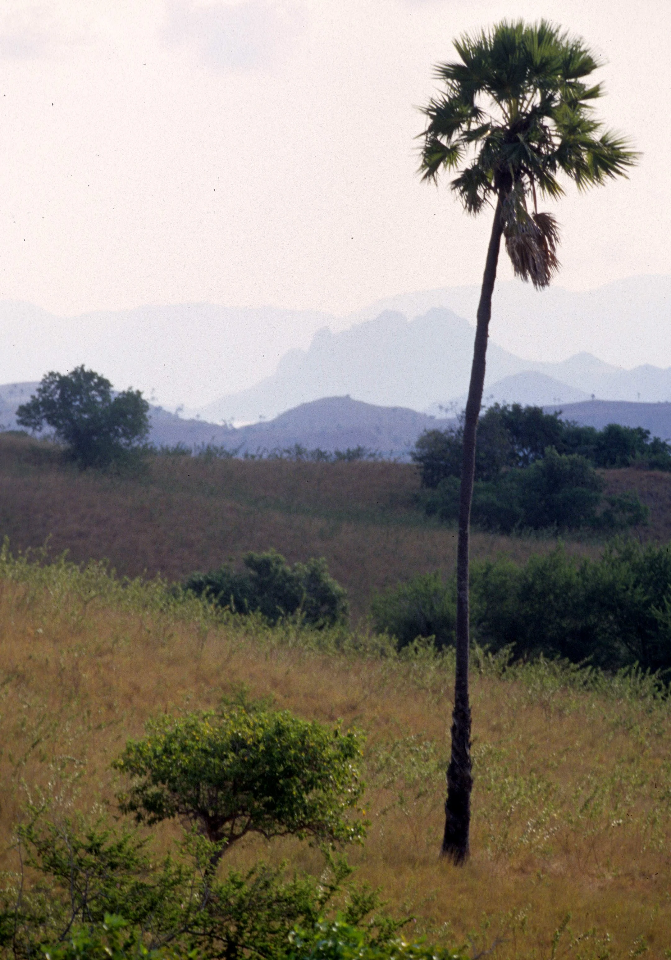 KOMODO - PALM SPECIES.jpg