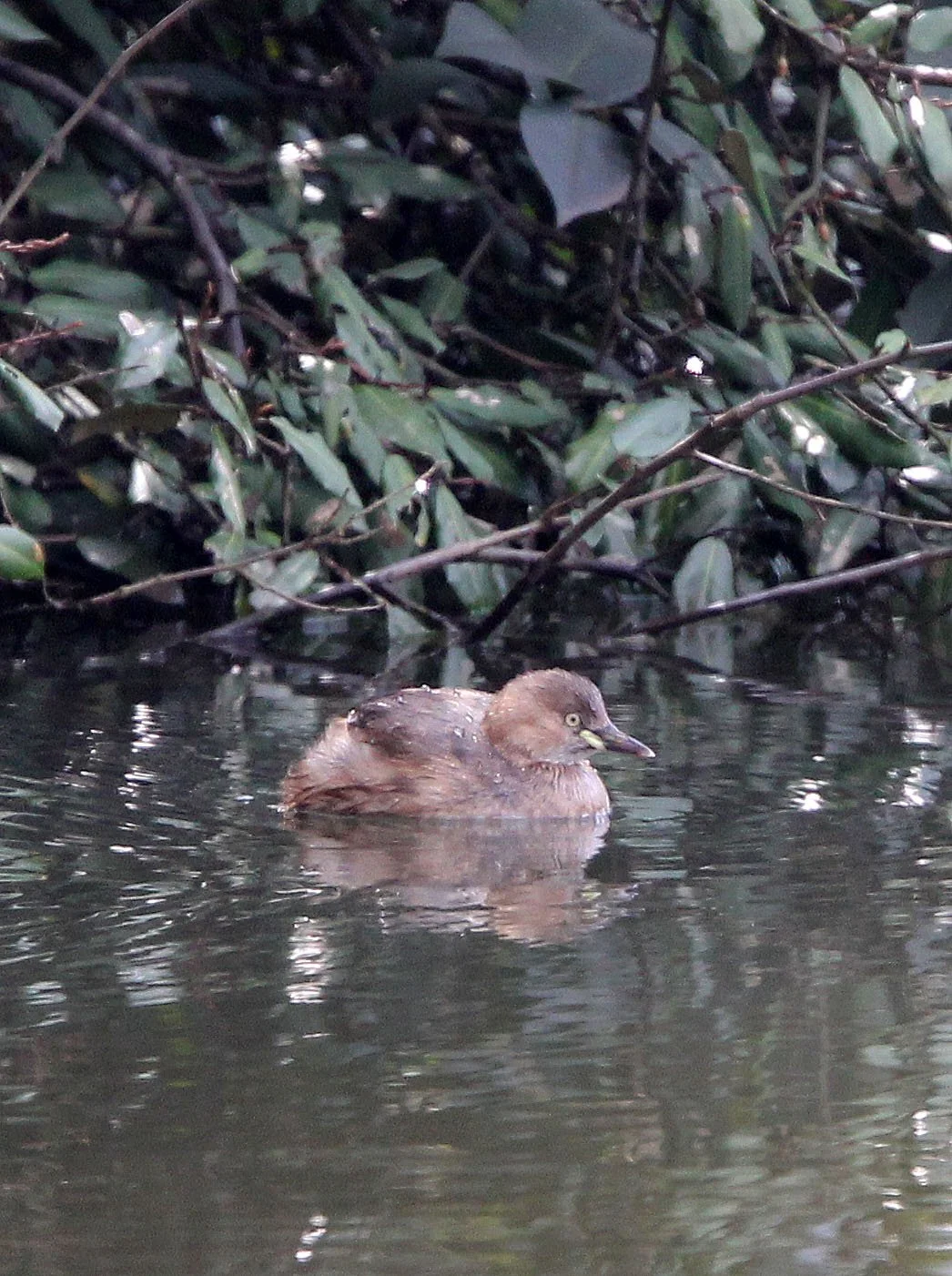 Little Grebe (Tachybaptus ruficollis) Binjiang Forest Park Shanghai (3).JPG