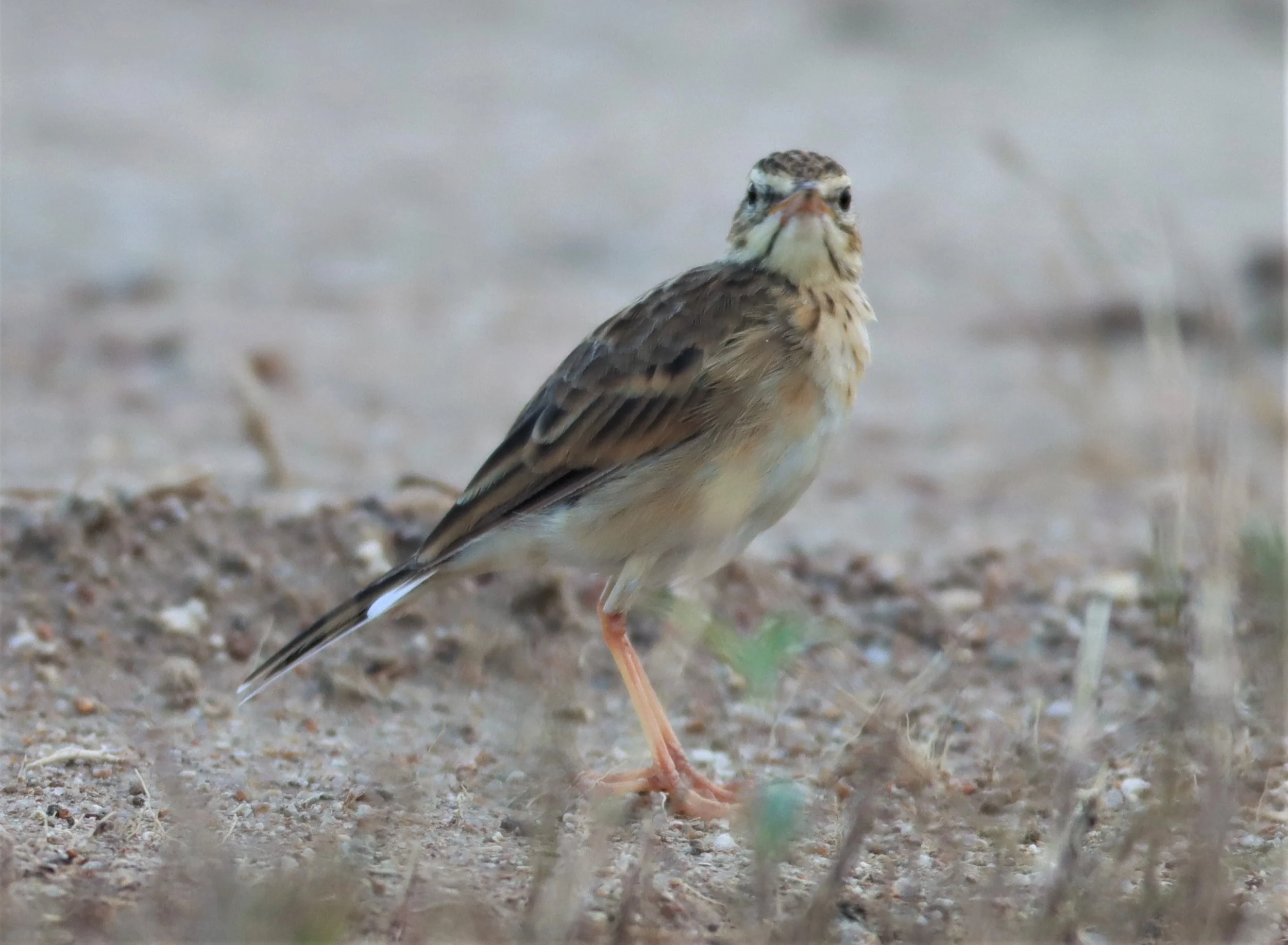 Paddyfield Pipit (Anthus rufulus) PRACHUAP KHIRI KHAN AREA (6).jpg