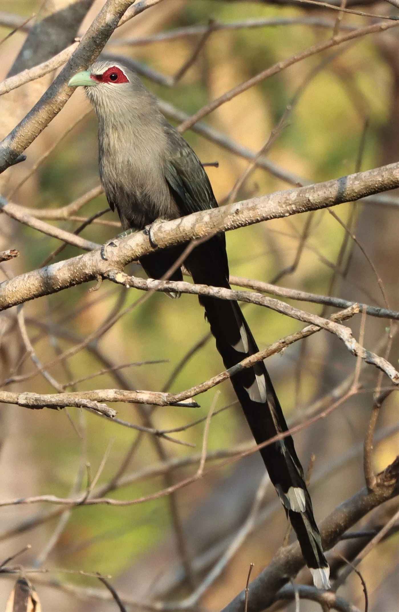 Green-billed Malkoha (Phaenicophaeus tristis) Pak Chong Hot Springs Thailand (5).jpg
