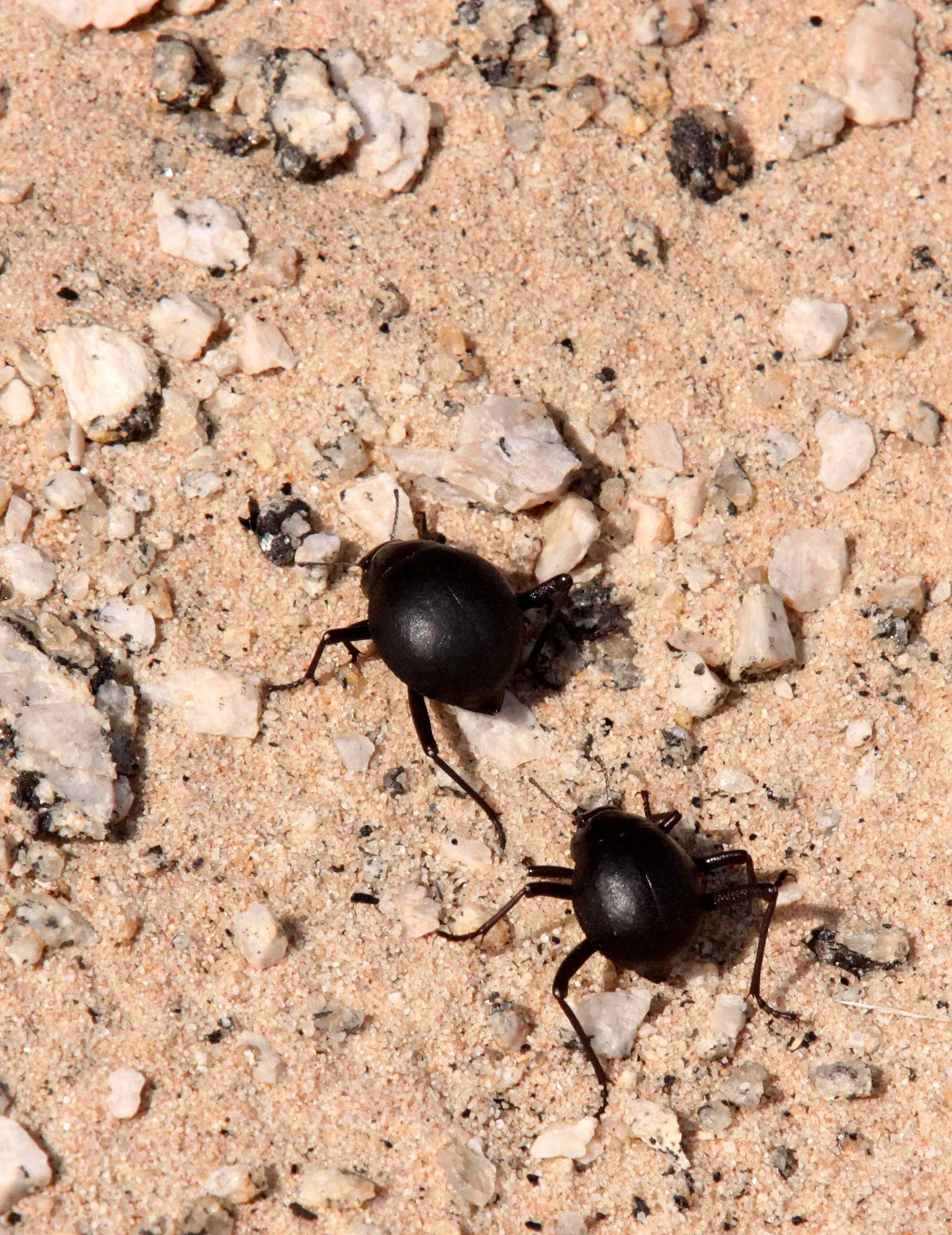 Tenebrionidae - Namib Desert, Namibia