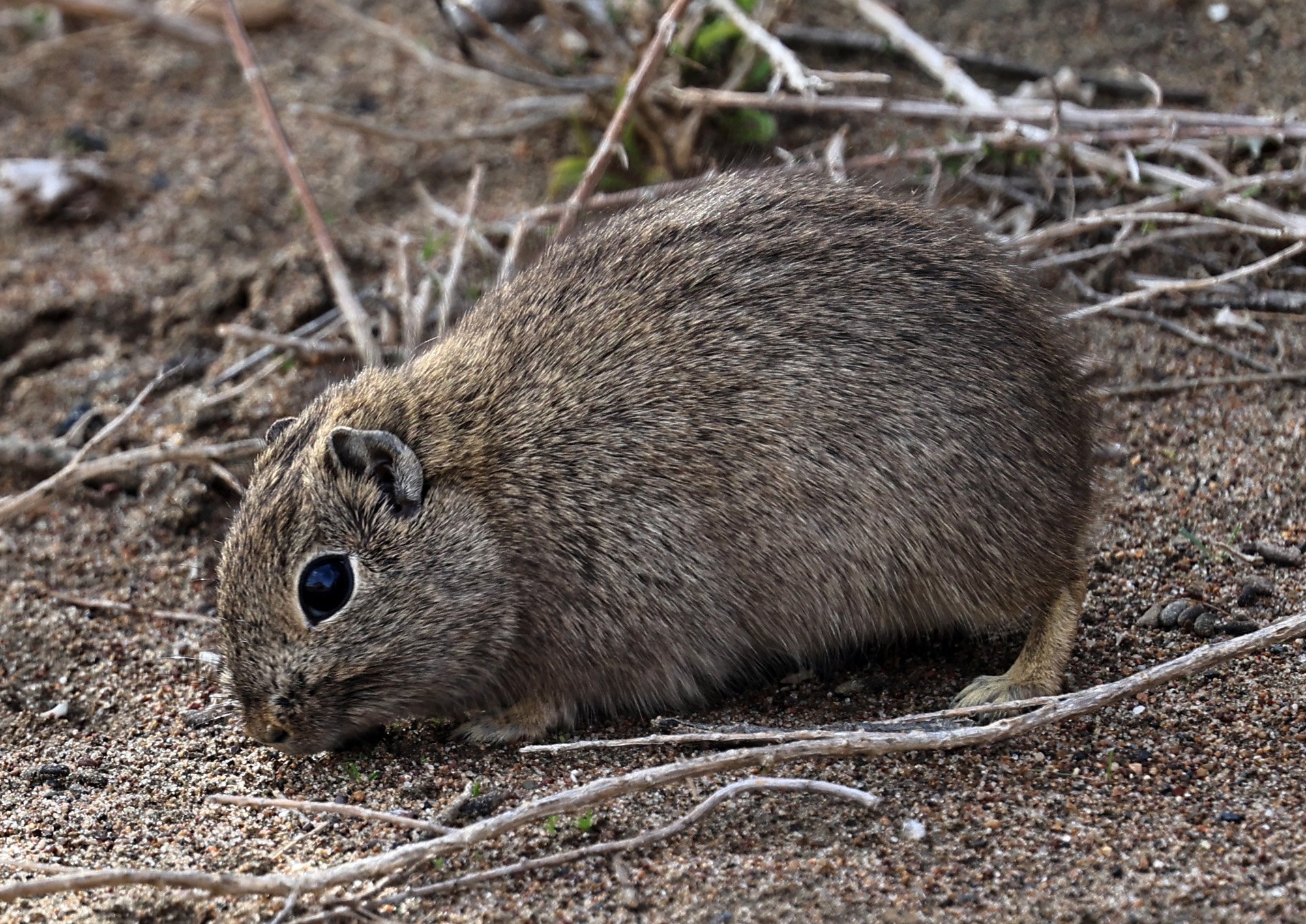 Southern Mountain Cavy (Microcavia australis) Valdes Peninsula, Chubut Province, Argentina Day 2 (1 (111).jpg