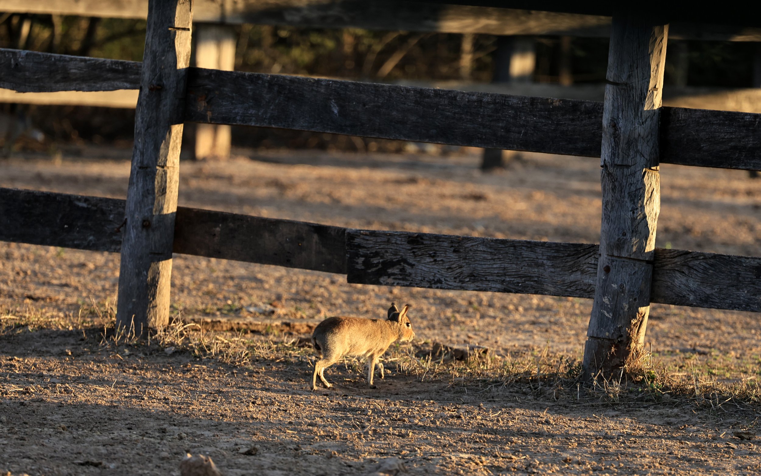 Chacoan Mara (Dolichotis salinicola) Hotel Campestre Iparoma Paraguay (10).jpg